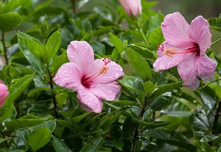 Kirpal Meditation and Ecological Center