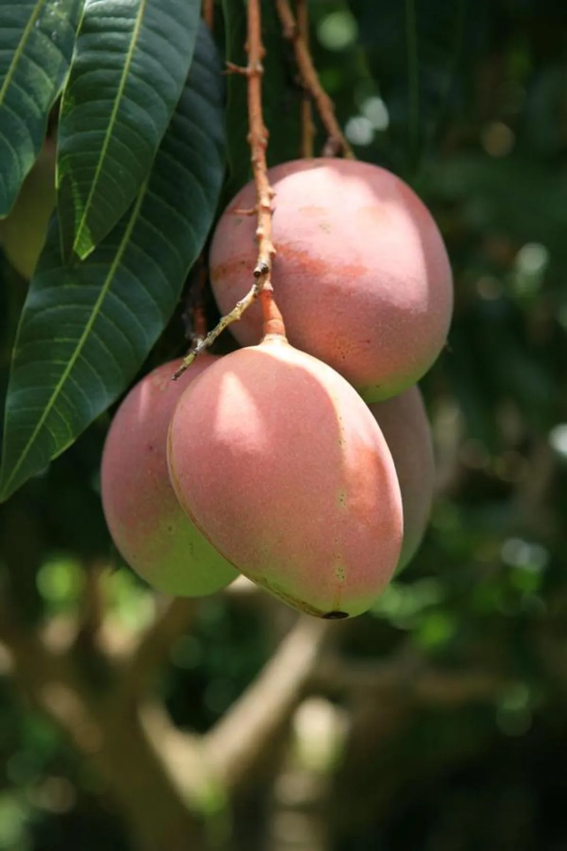 Kirpal Meditation and Ecological Center