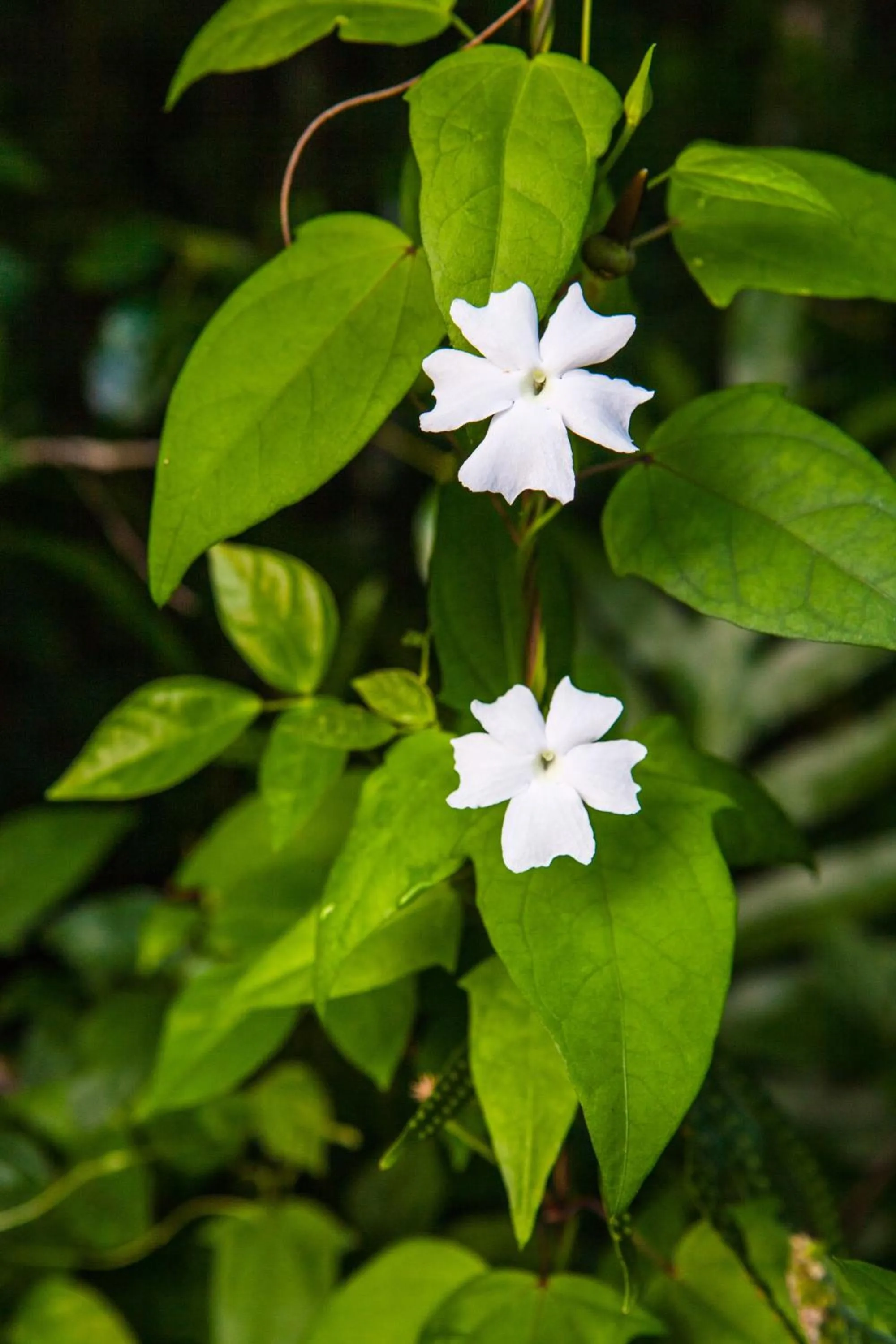 Kirpal Meditation and Ecological Center