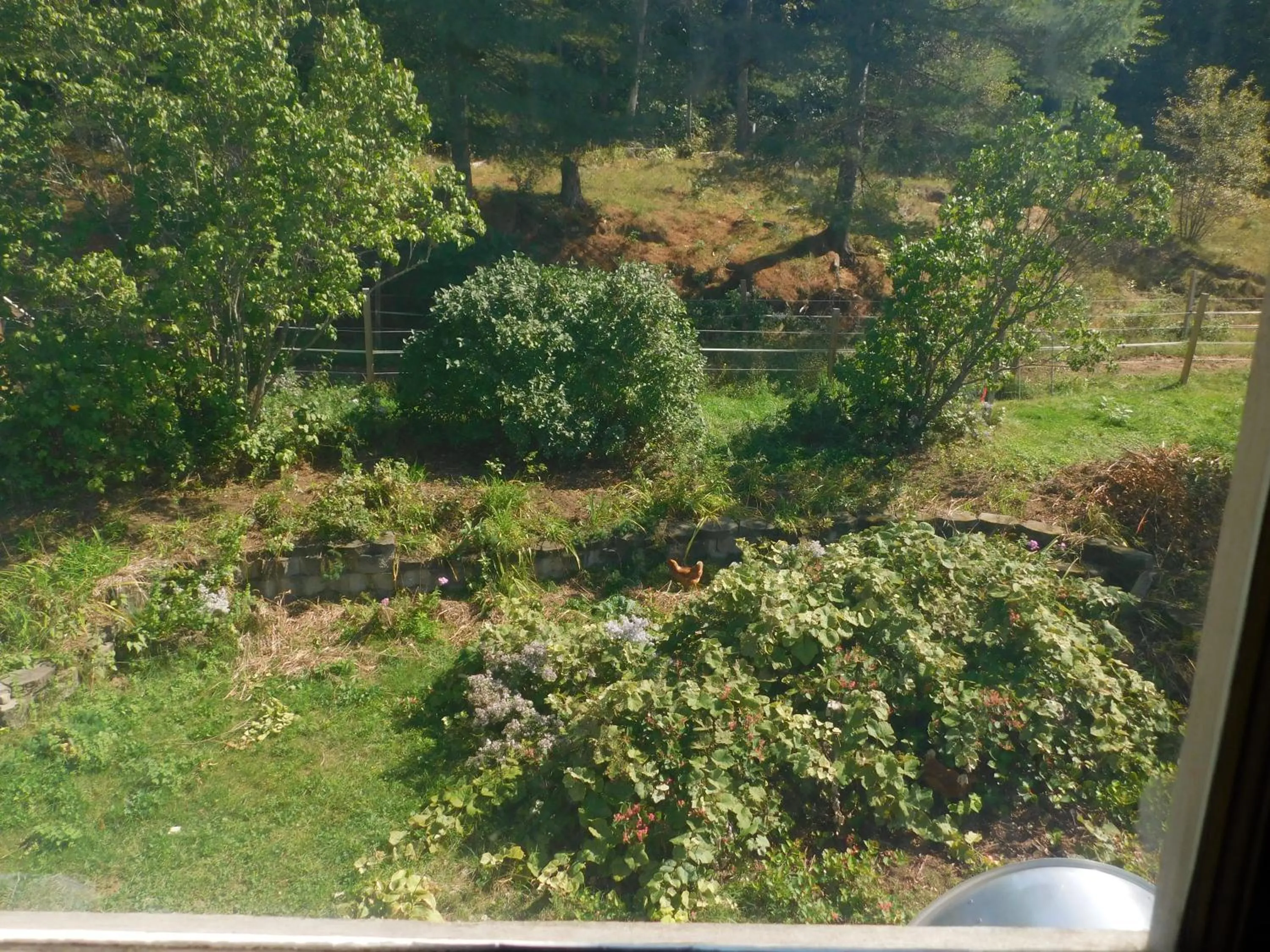 Garden in No View Farm