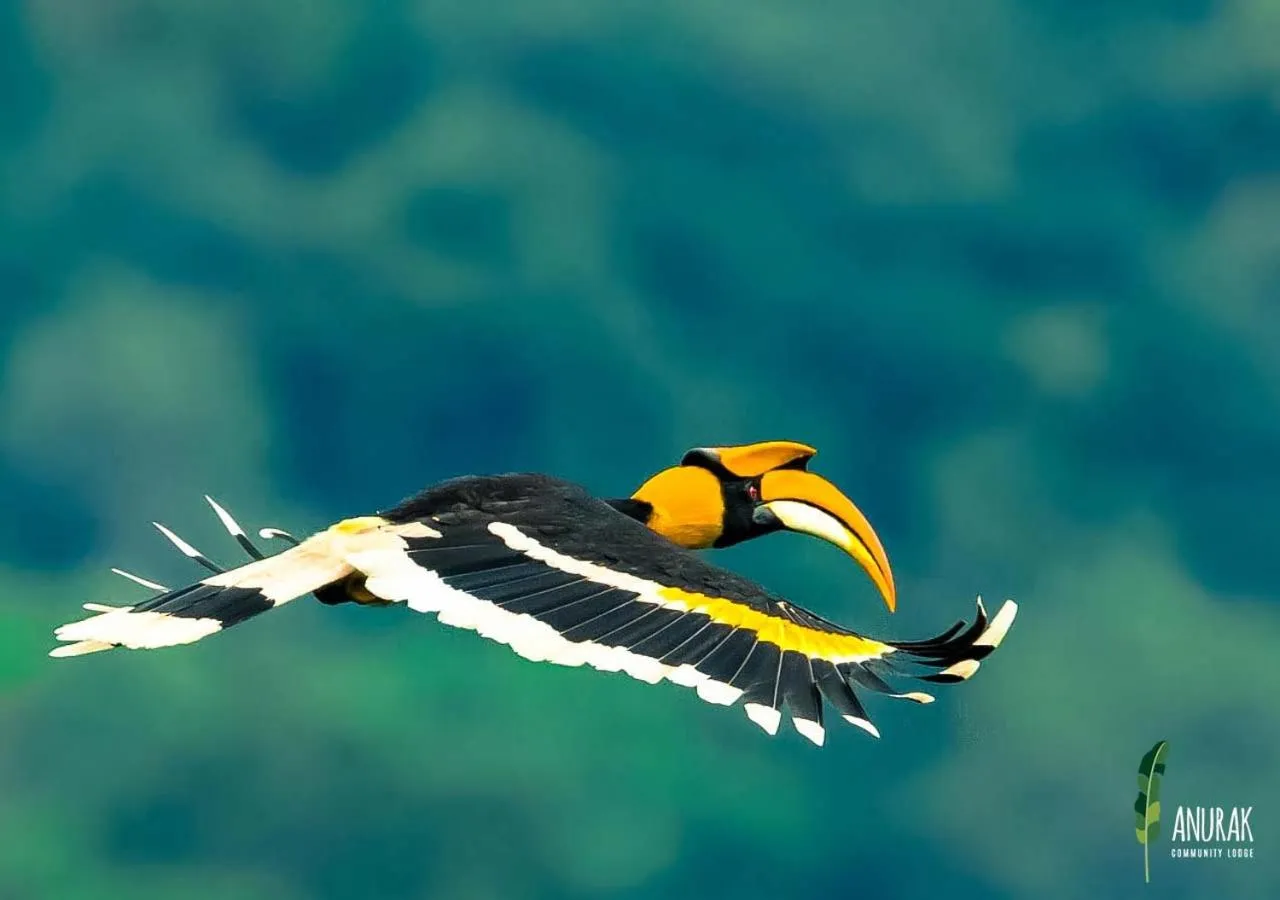 Animals in Anurak Community Lodge - SHA Plus