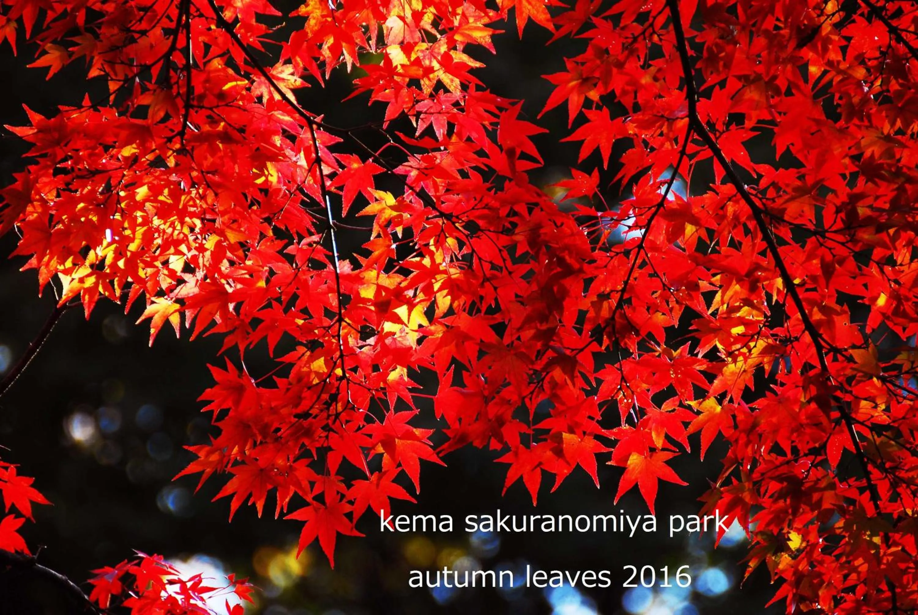 Nearby landmark in noah grande