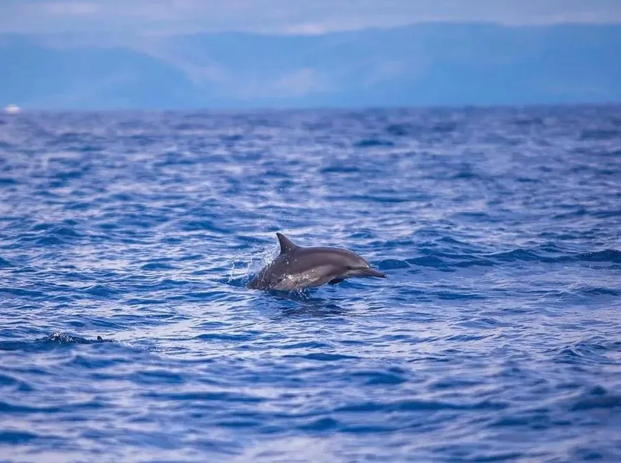 Activities in Villa Umi Panglao Resort