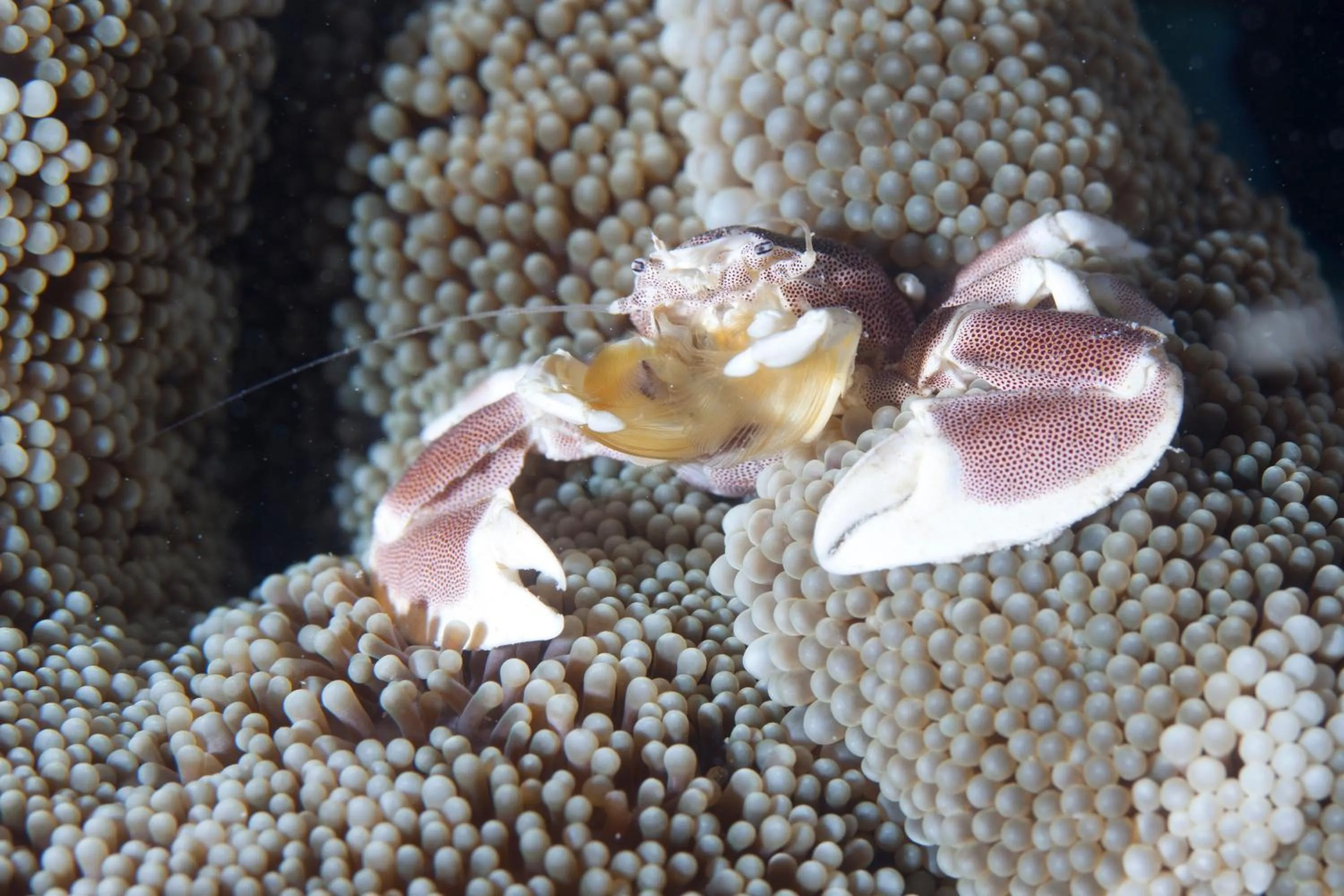 Snorkeling in Chumbe Island Coral Park