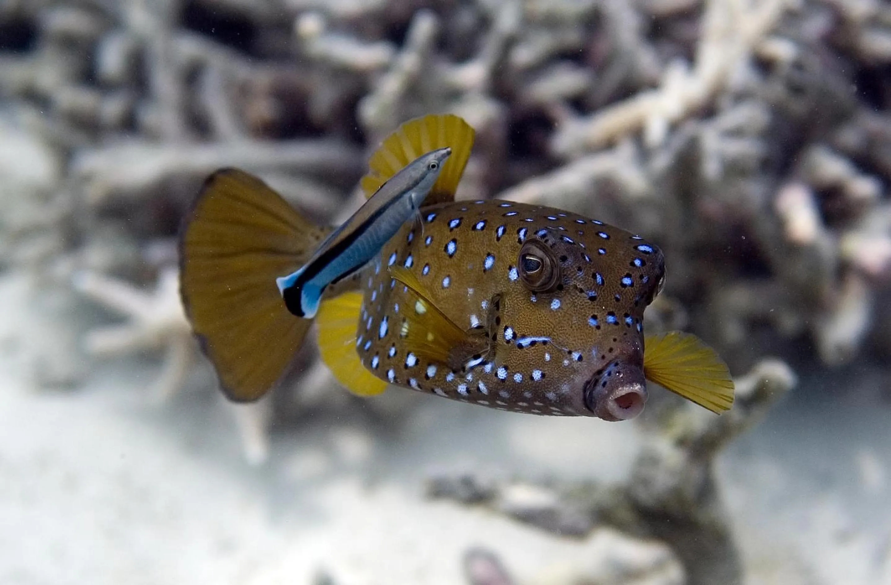Snorkeling in Chumbe Island Coral Park