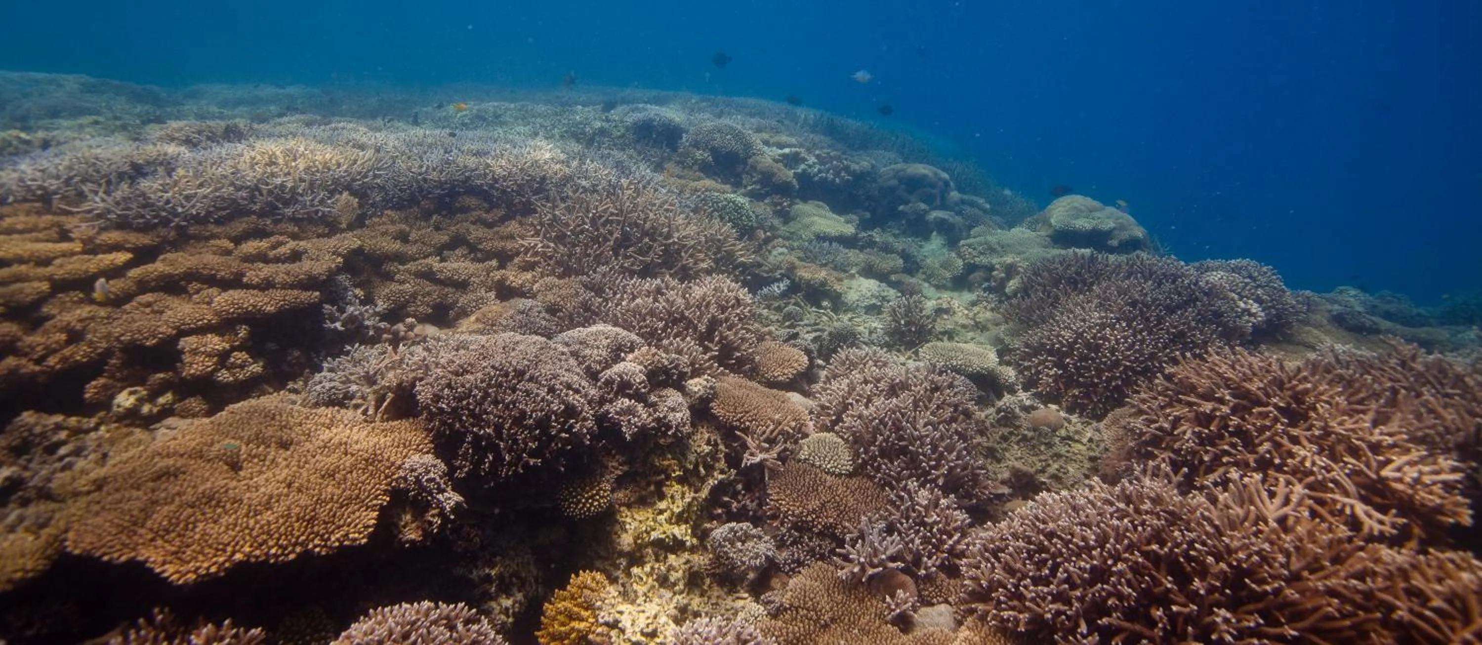 Activities in Chumbe Island Coral Park