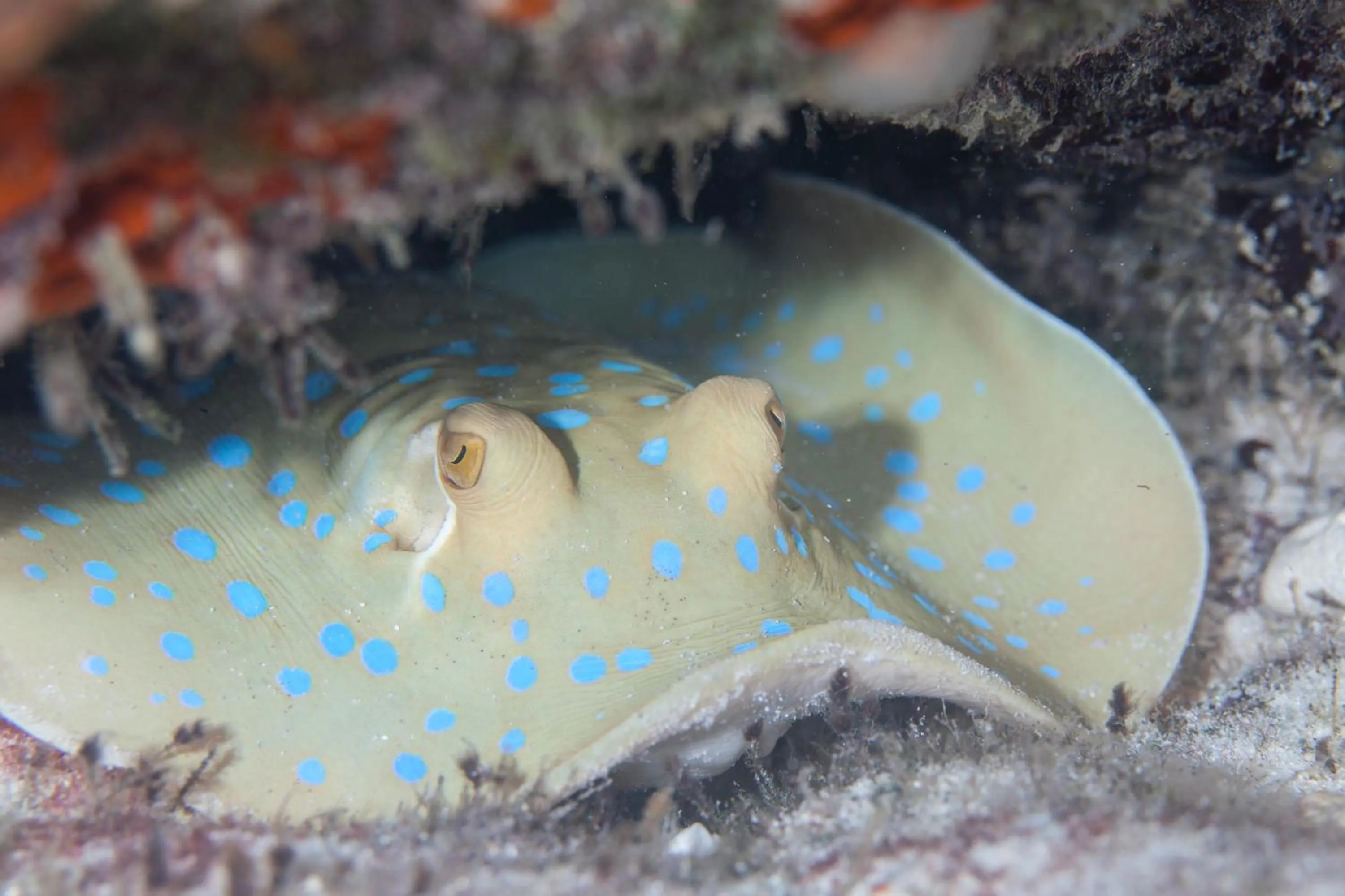 Snorkeling in Chumbe Island Coral Park