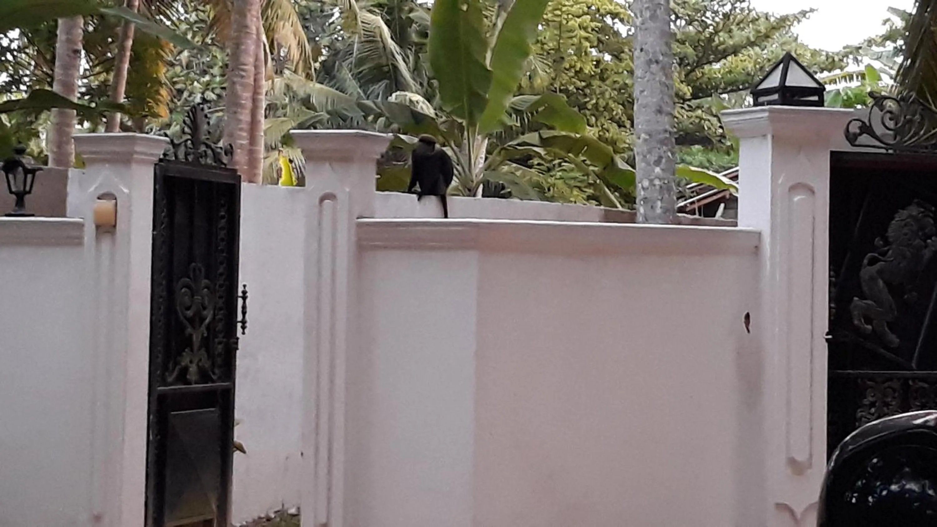 Animals in Midigama Holiday Inn