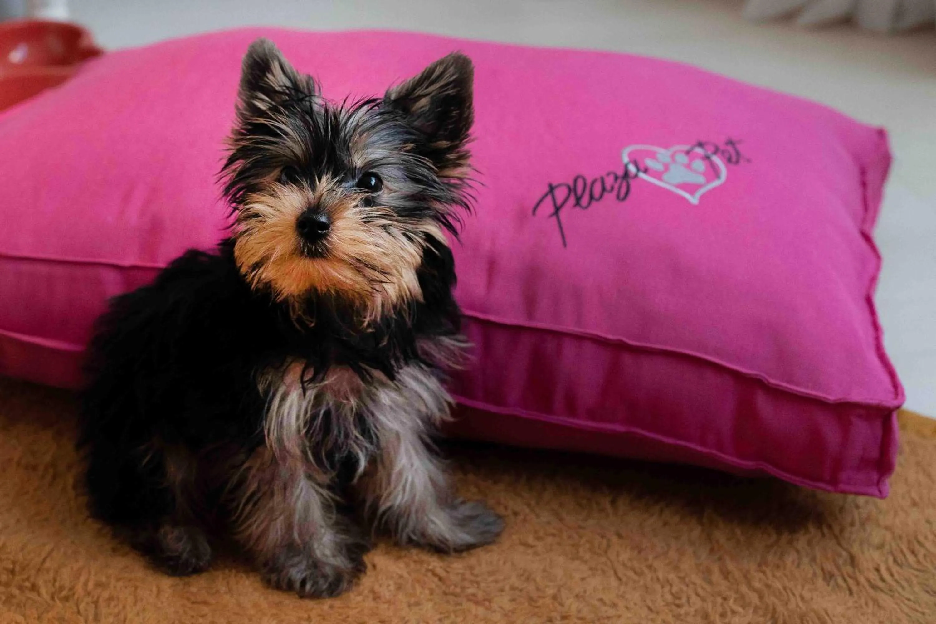 Pets, Bed in Plaza Caldas da Imperatriz Resort & Spa