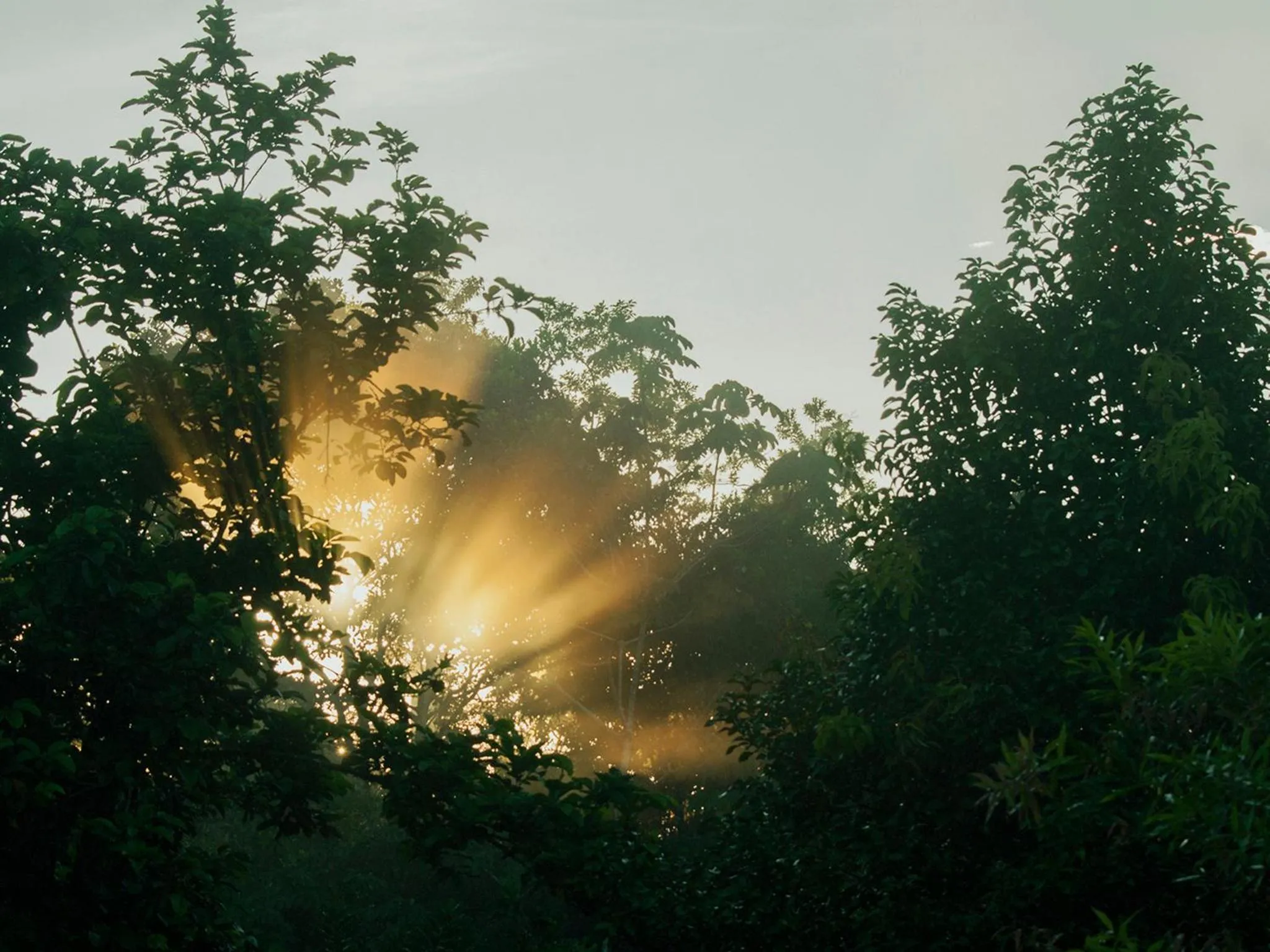 Natural landscape in Finca Luna Nueva Lodge