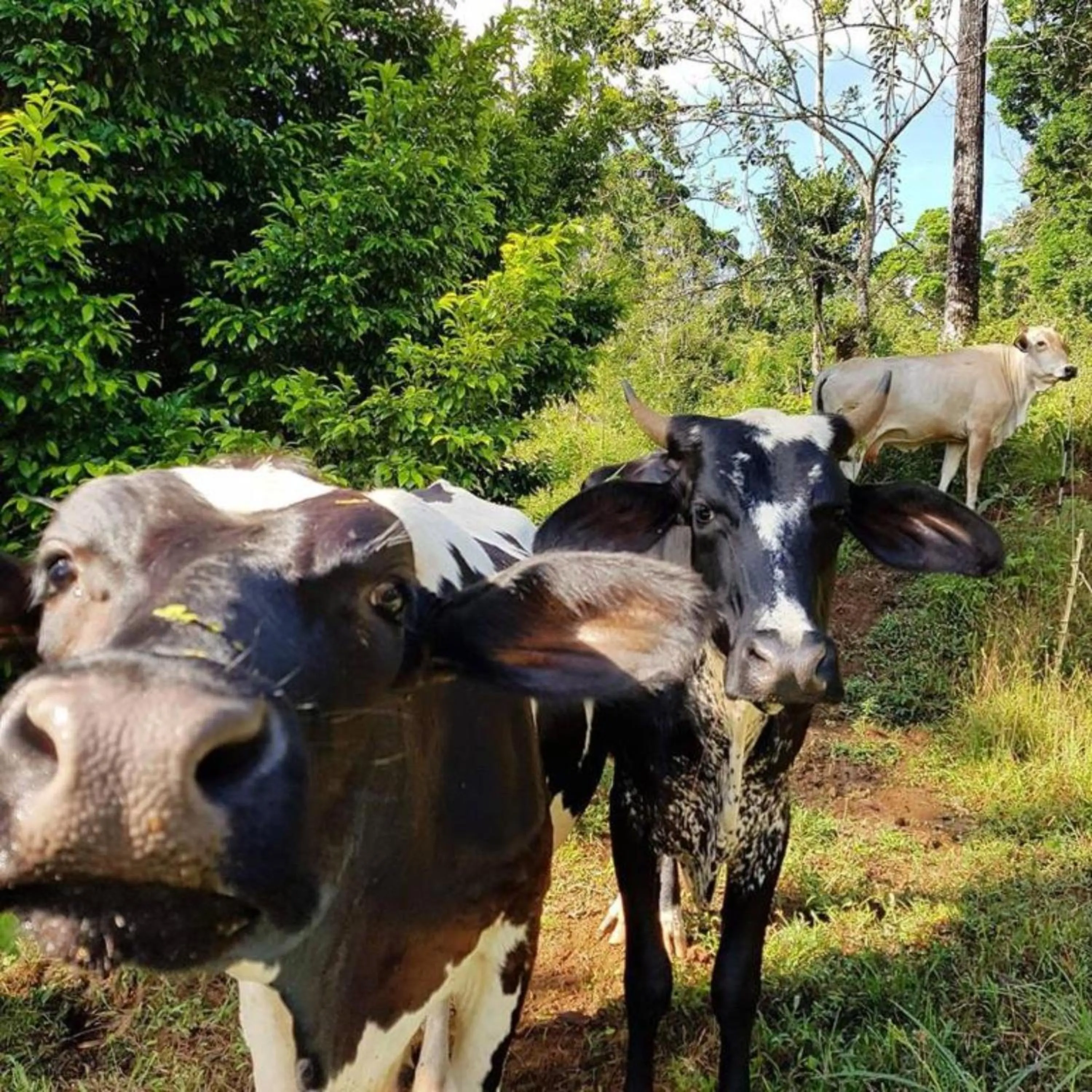 Animals in Finca Luna Nueva Lodge