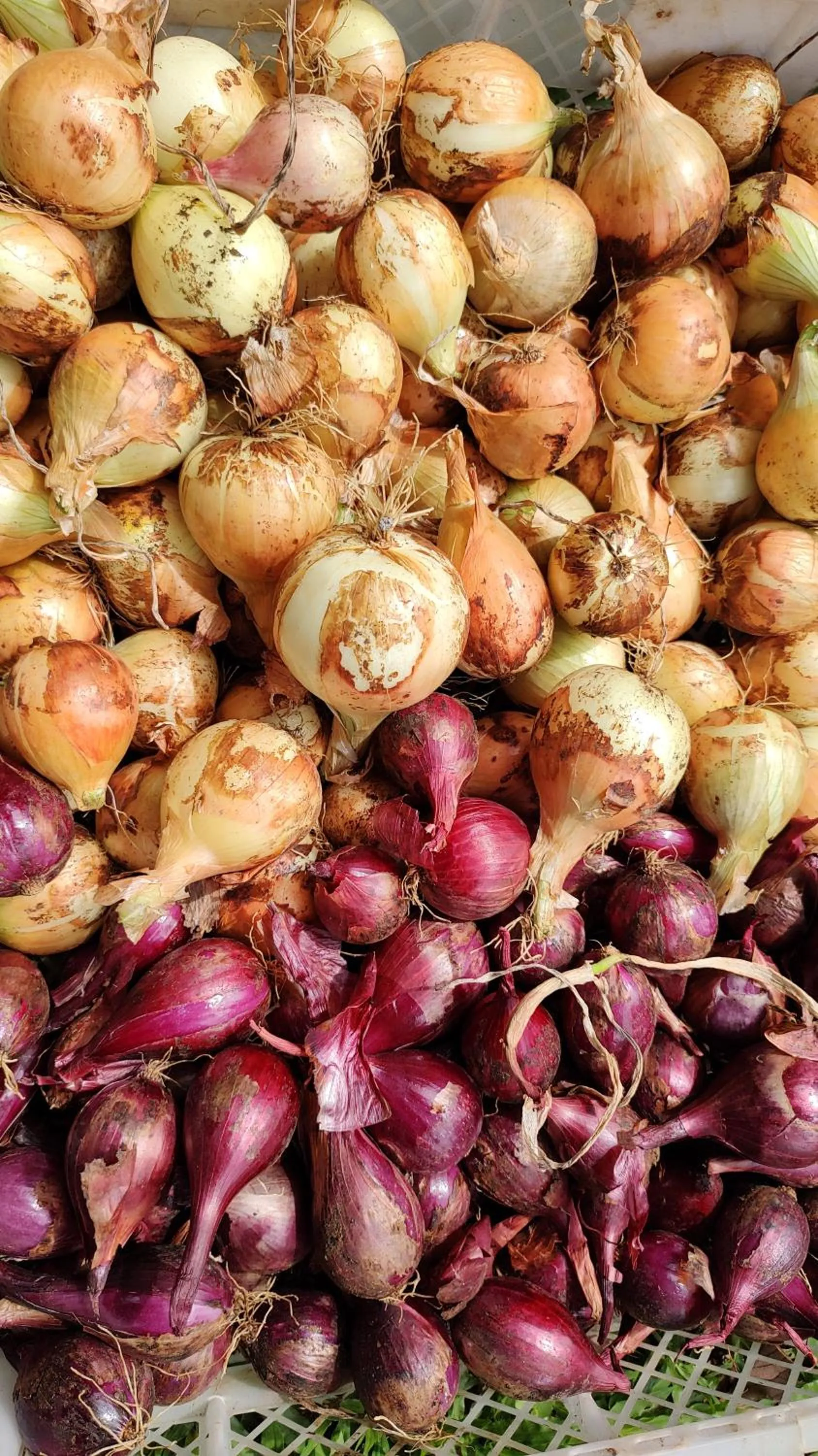 Activities in Finca Luna Nueva Lodge