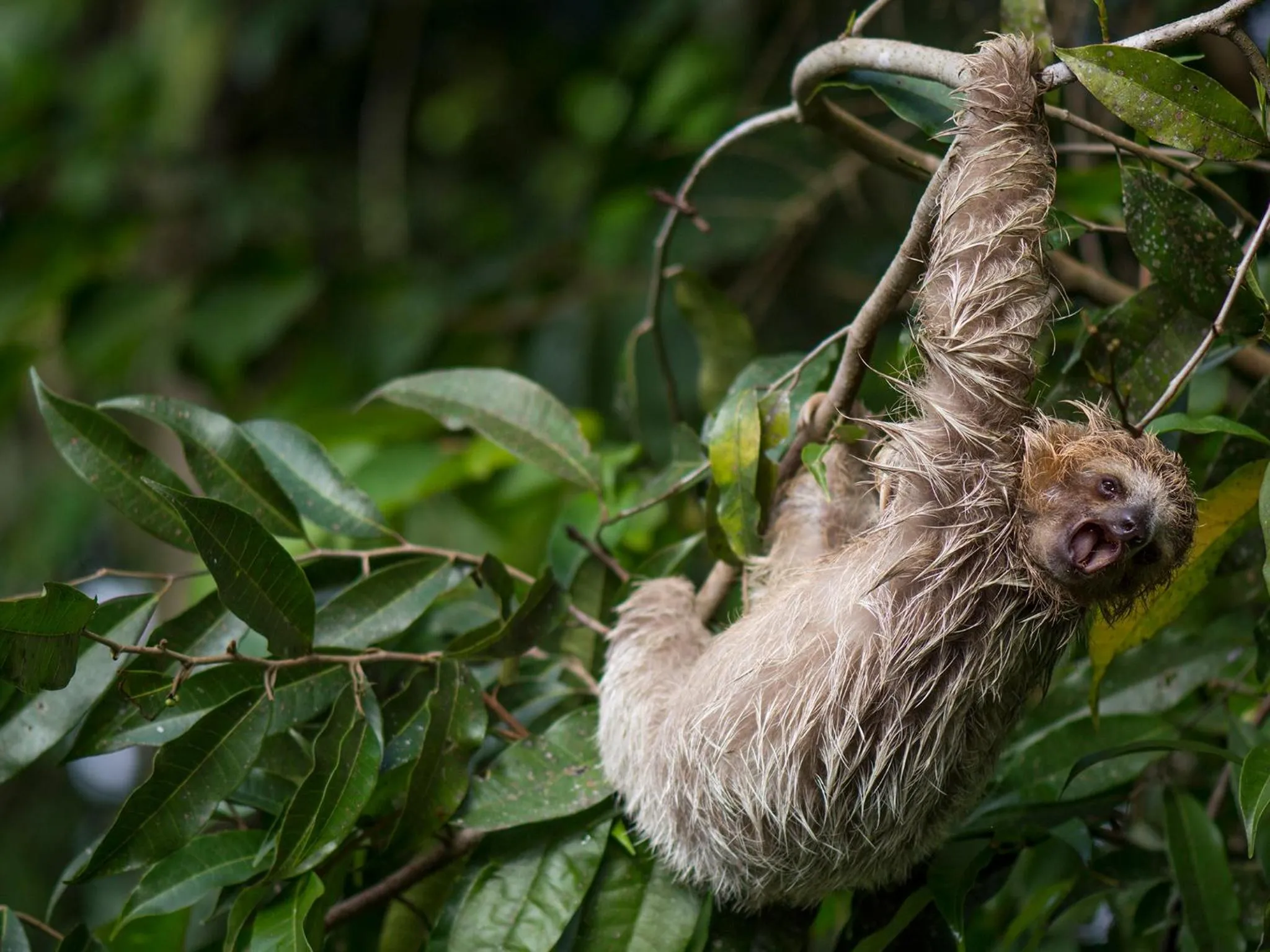Off site in Finca Luna Nueva Lodge