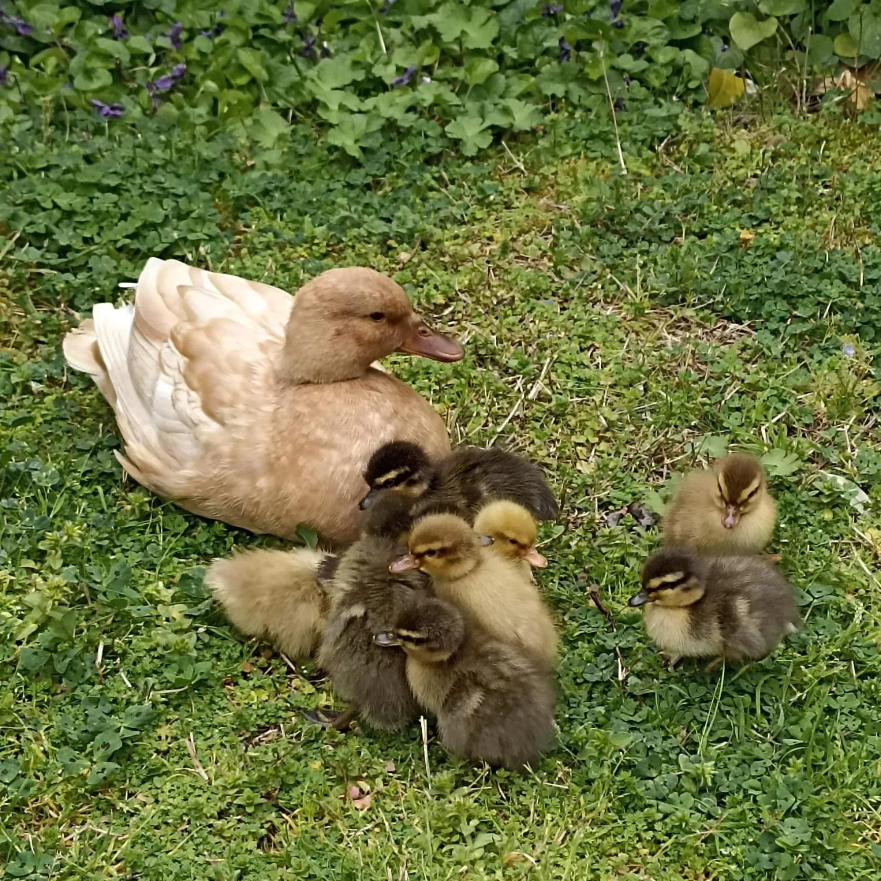 Animals in 'O Chalet