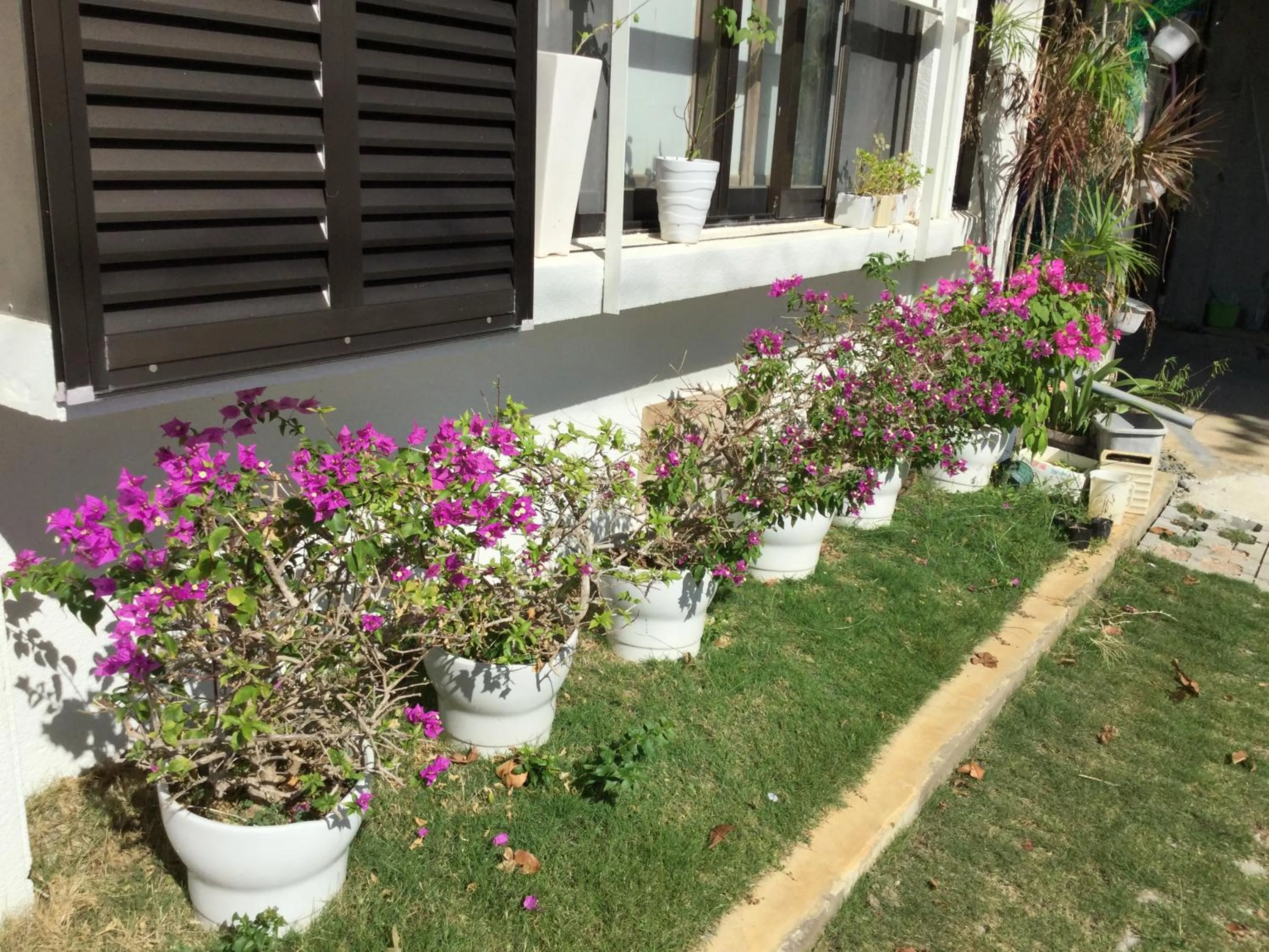 Garden in Minshuku Zabaru