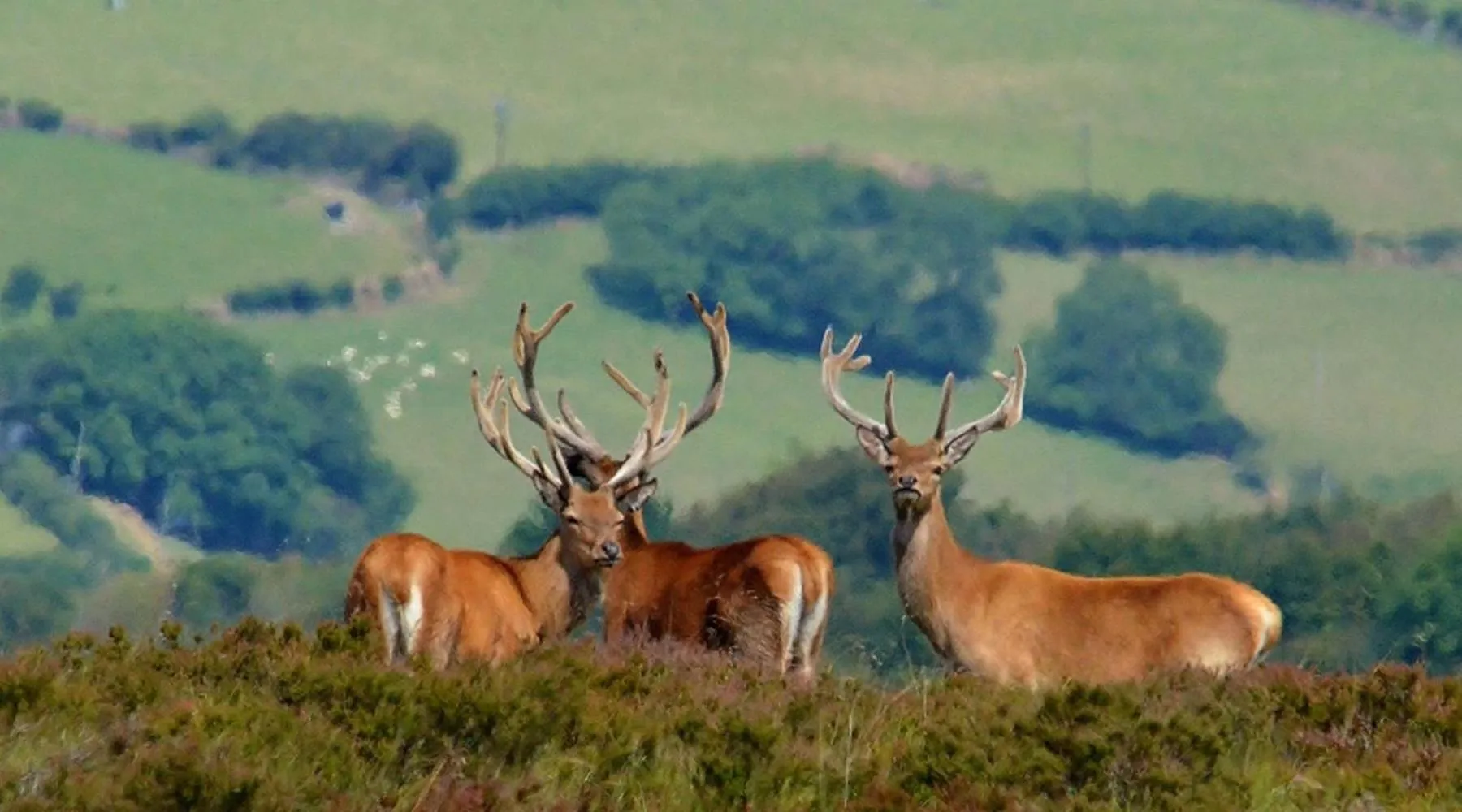 Animals in Chancery House