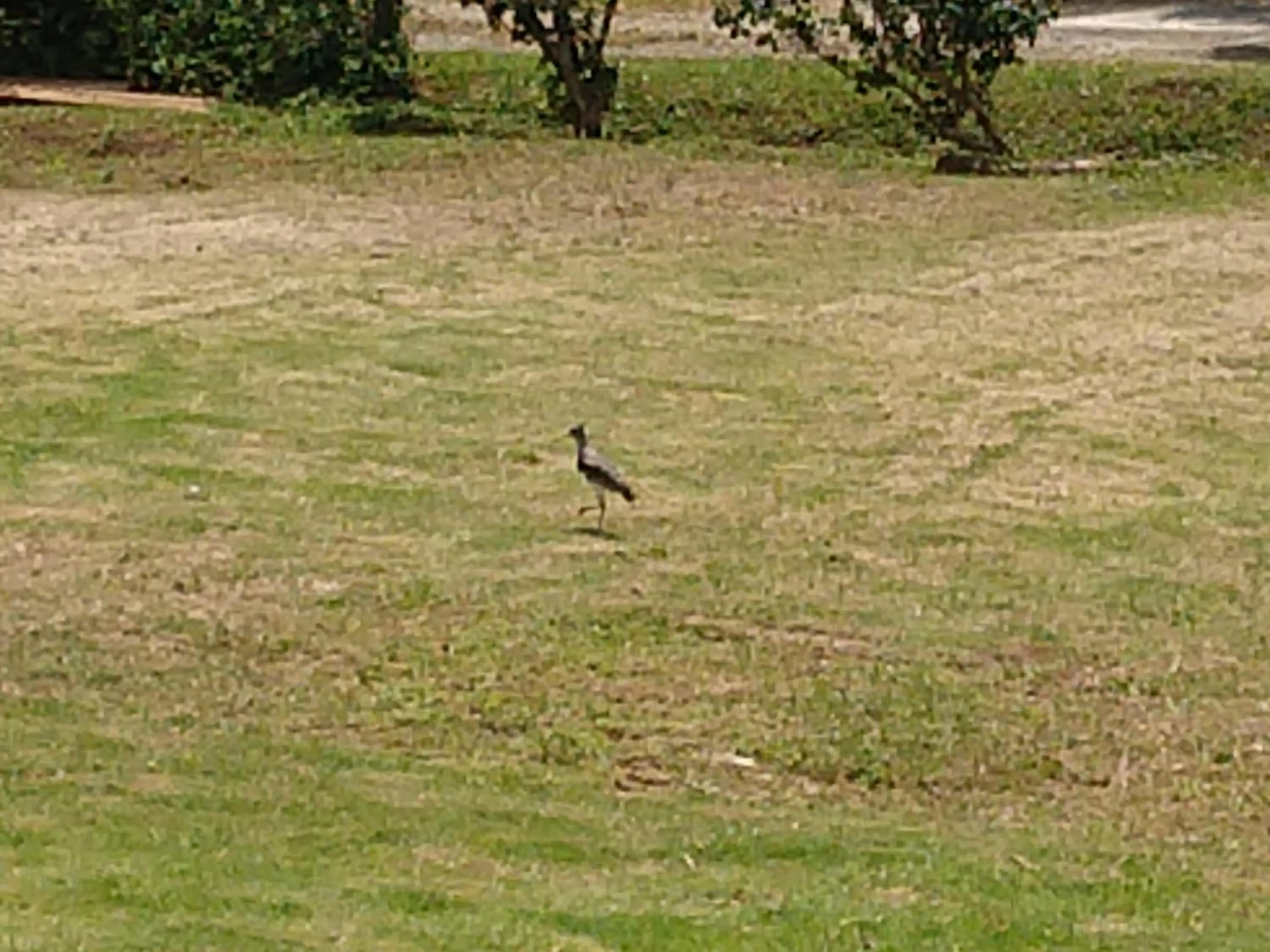 Garden view in Pousada Silvestre