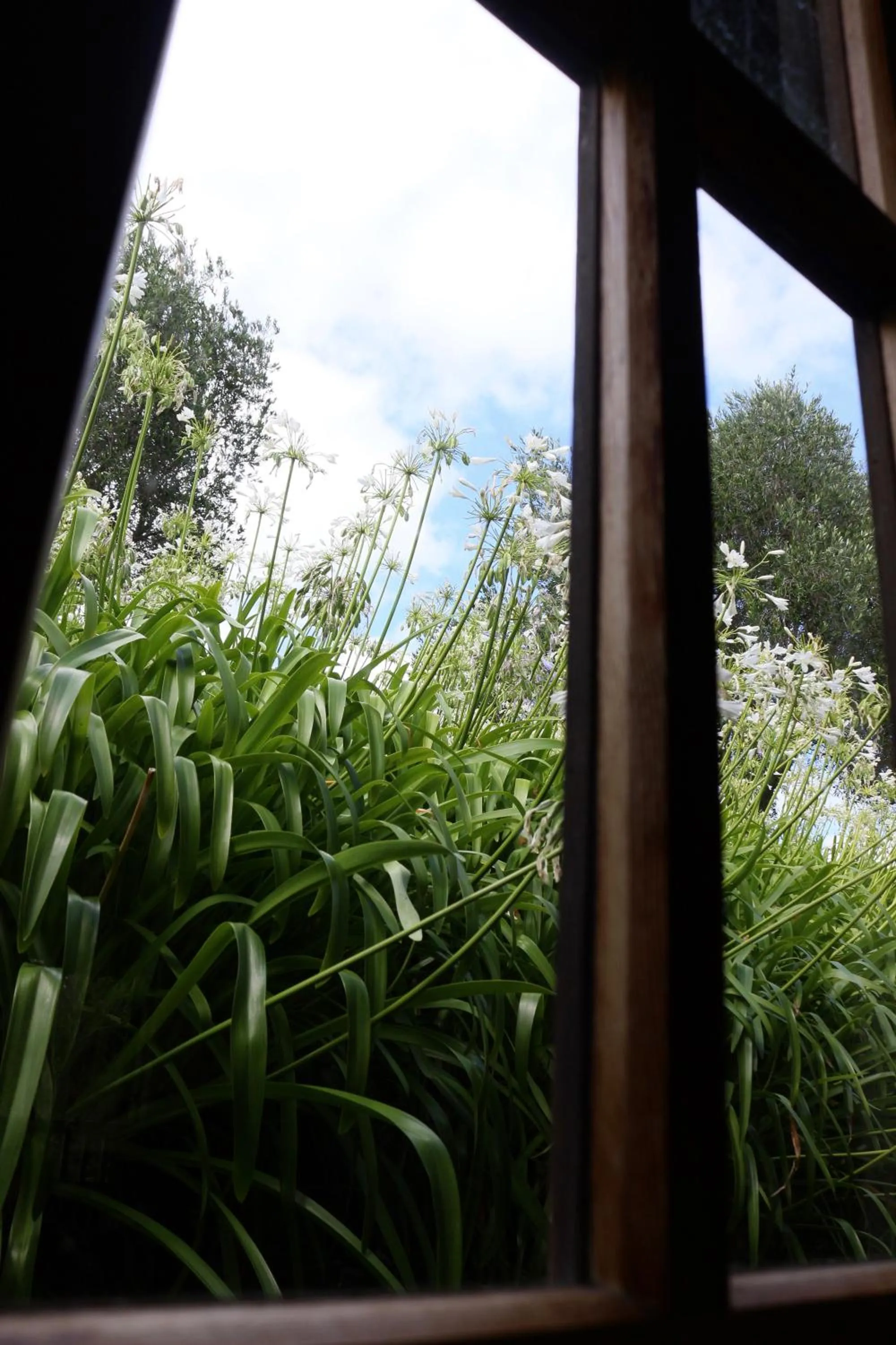 Vineyard Cottages - Kumeu