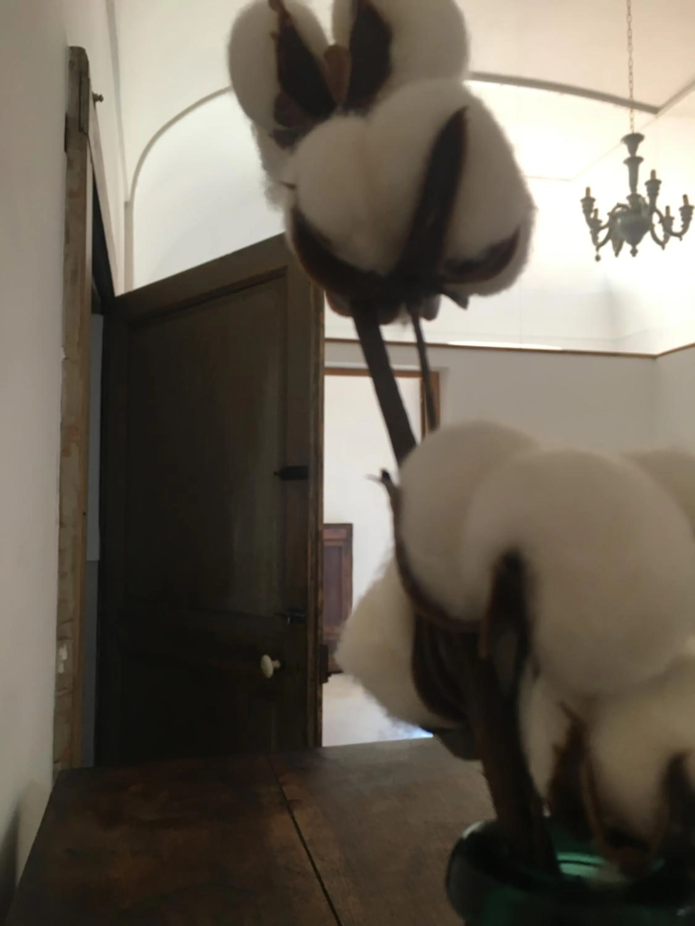 hair dresser in Donna Elena