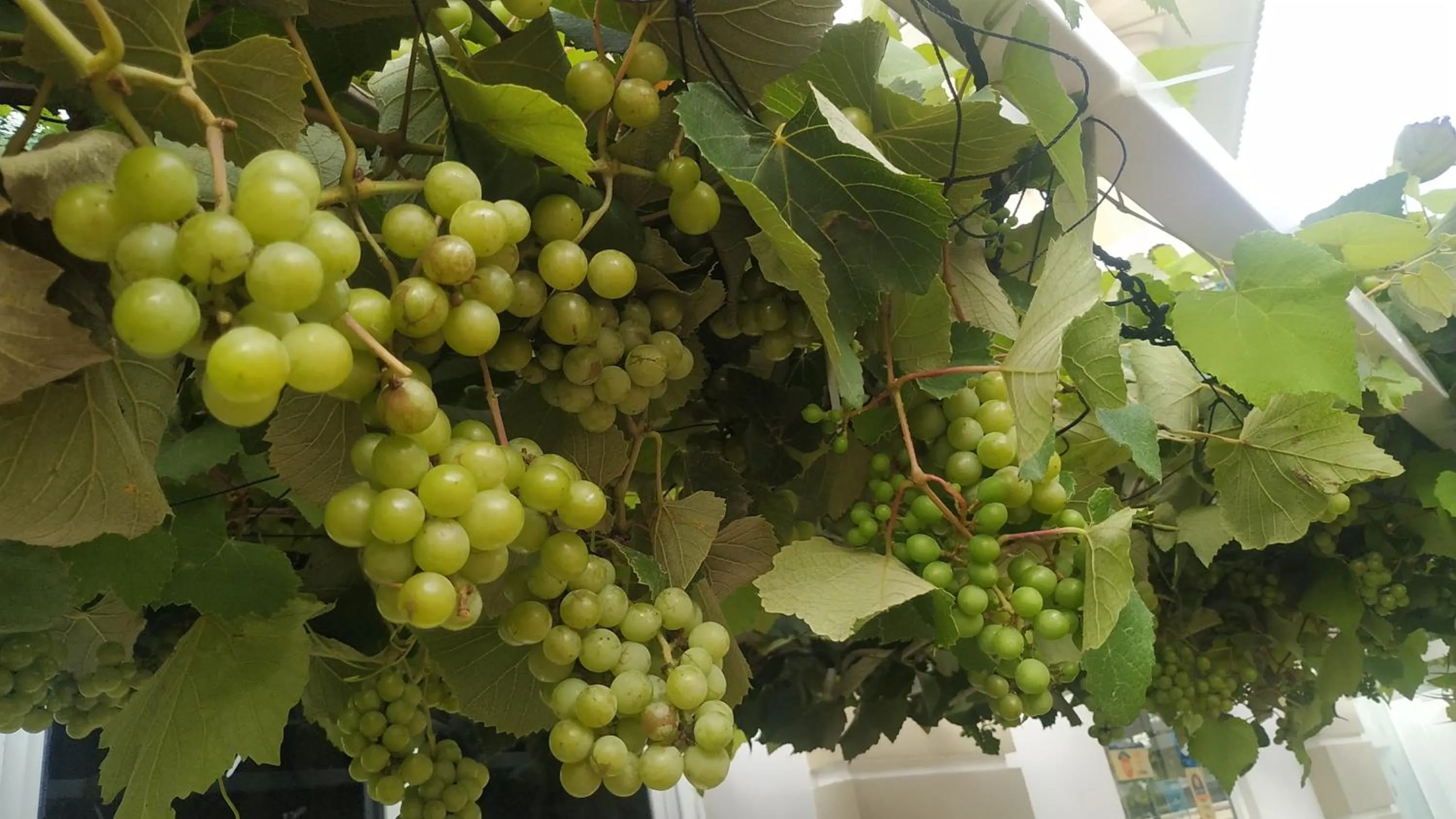 Garden in Daffodils Spice Court