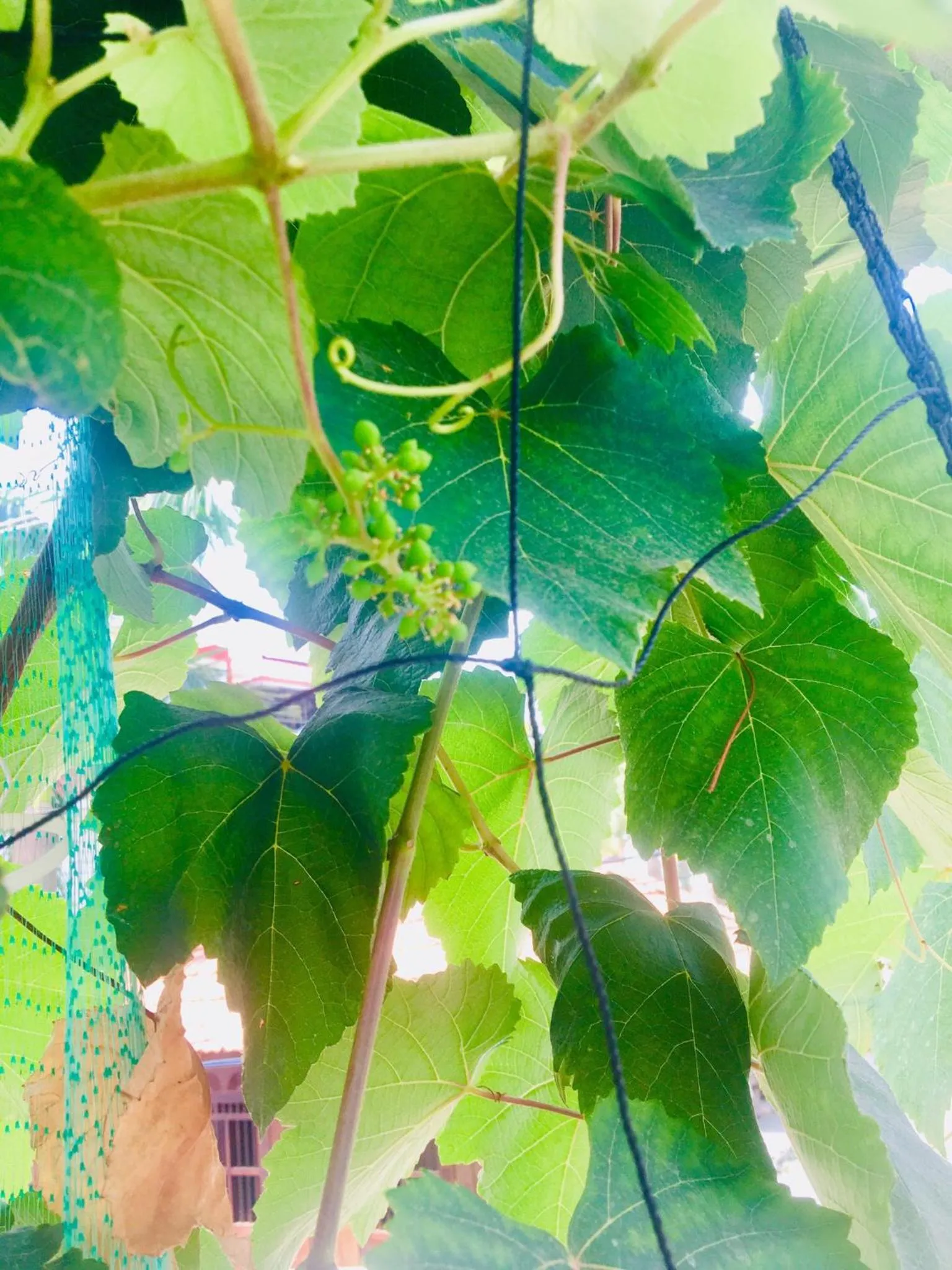 Property building in Daffodils Spice Court