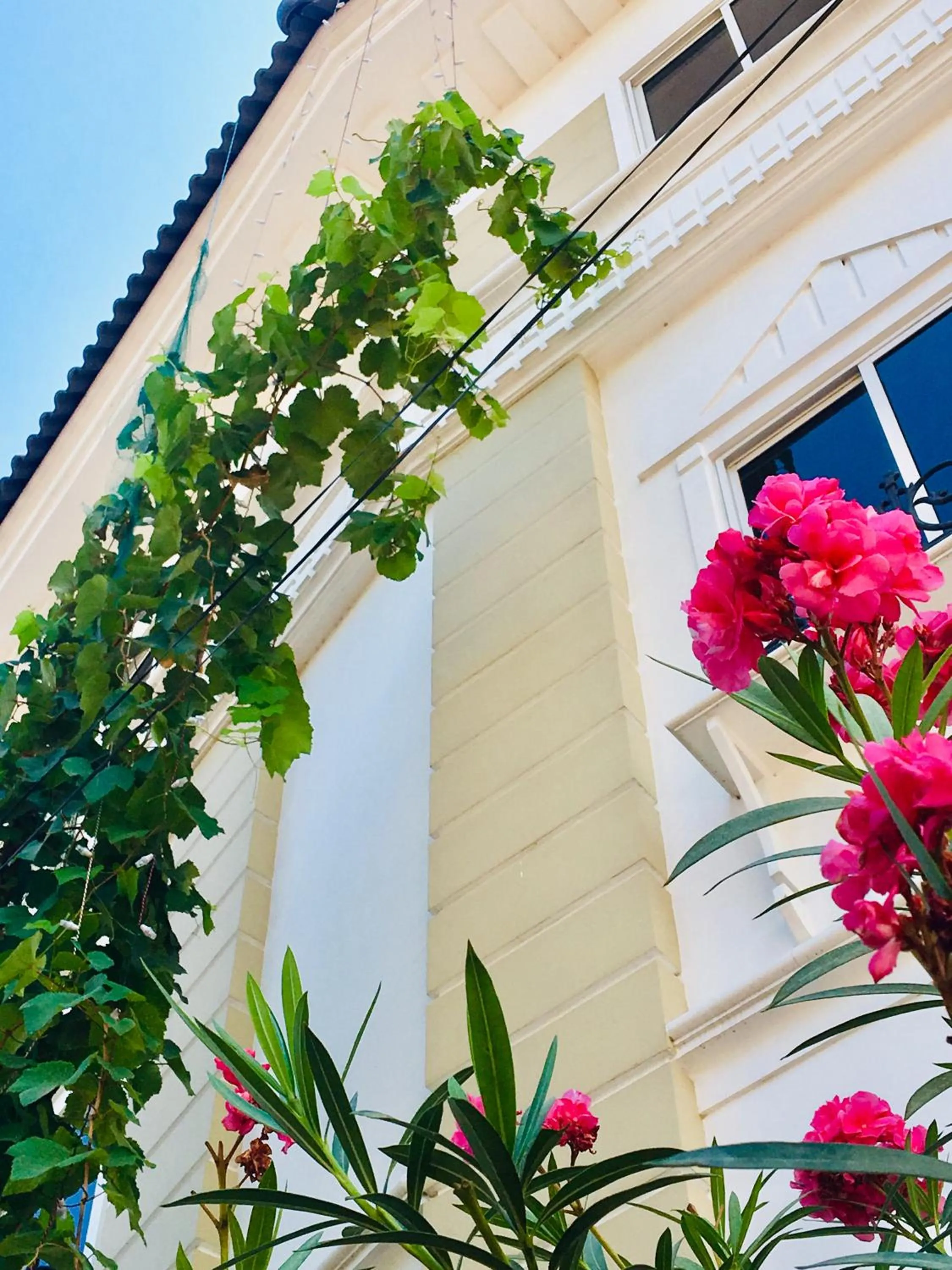 Garden in Daffodils Spice Court