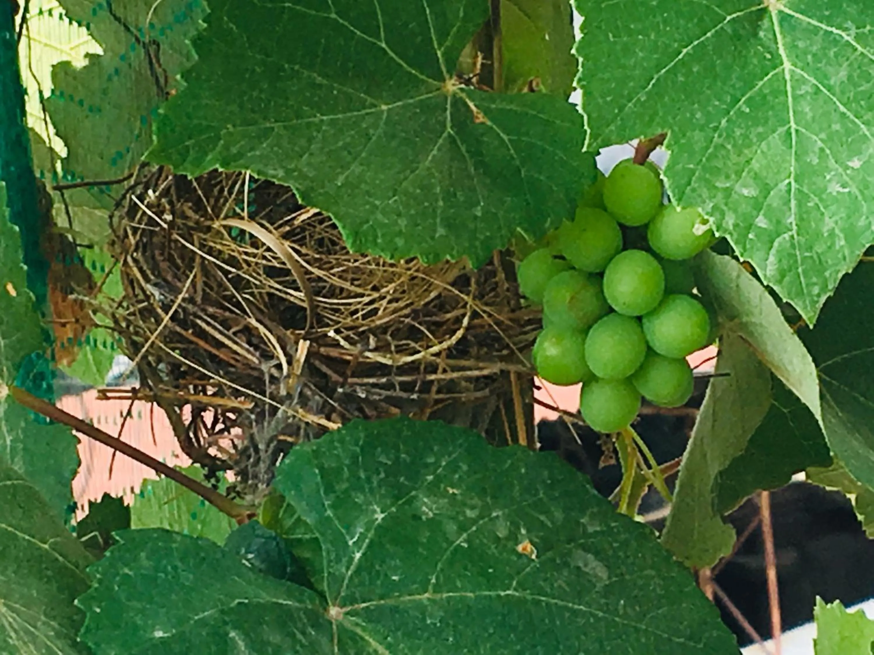 Garden in Daffodils Spice Court