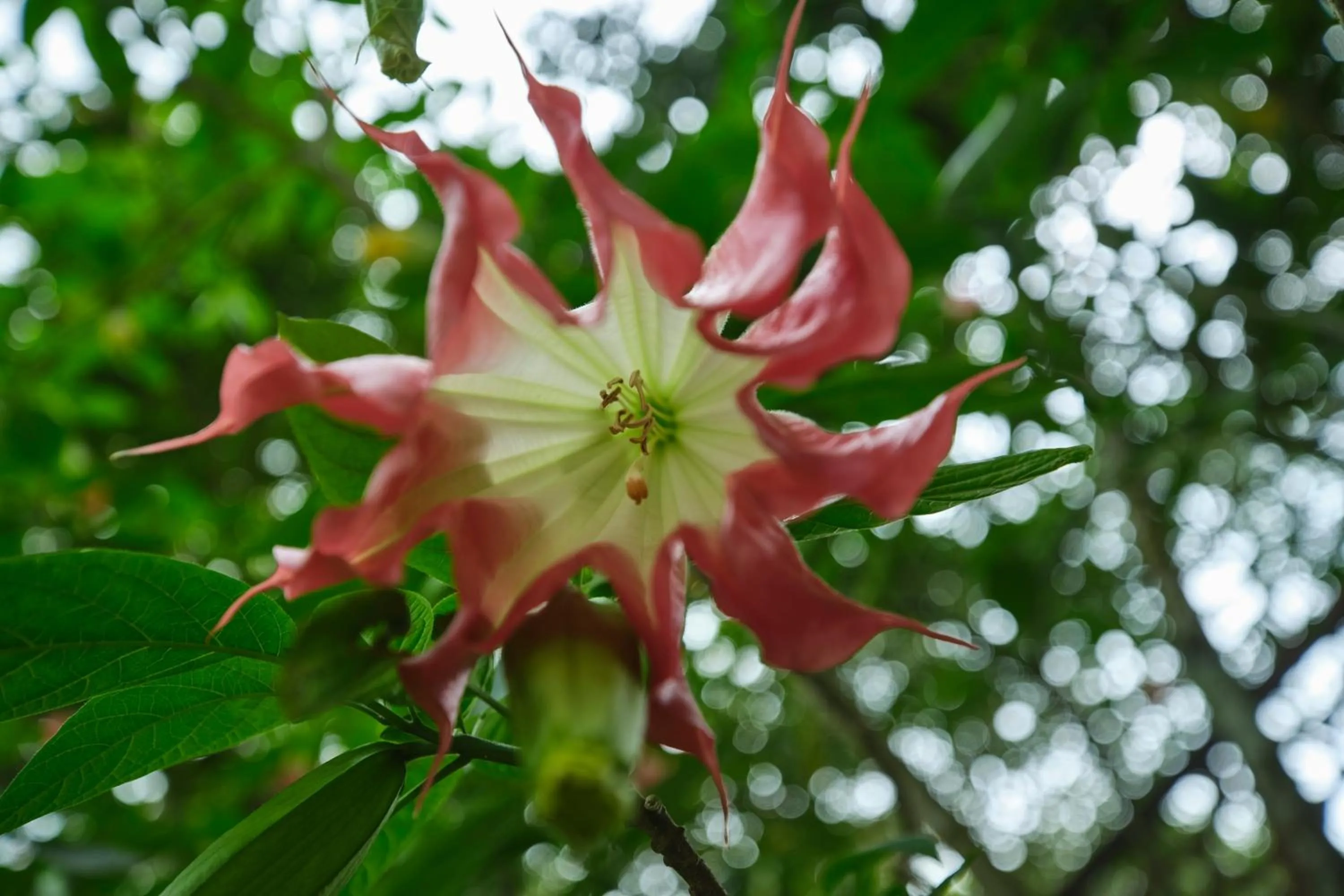 Garden in Reen Resorts Aanavilasam Plantation Thekkady