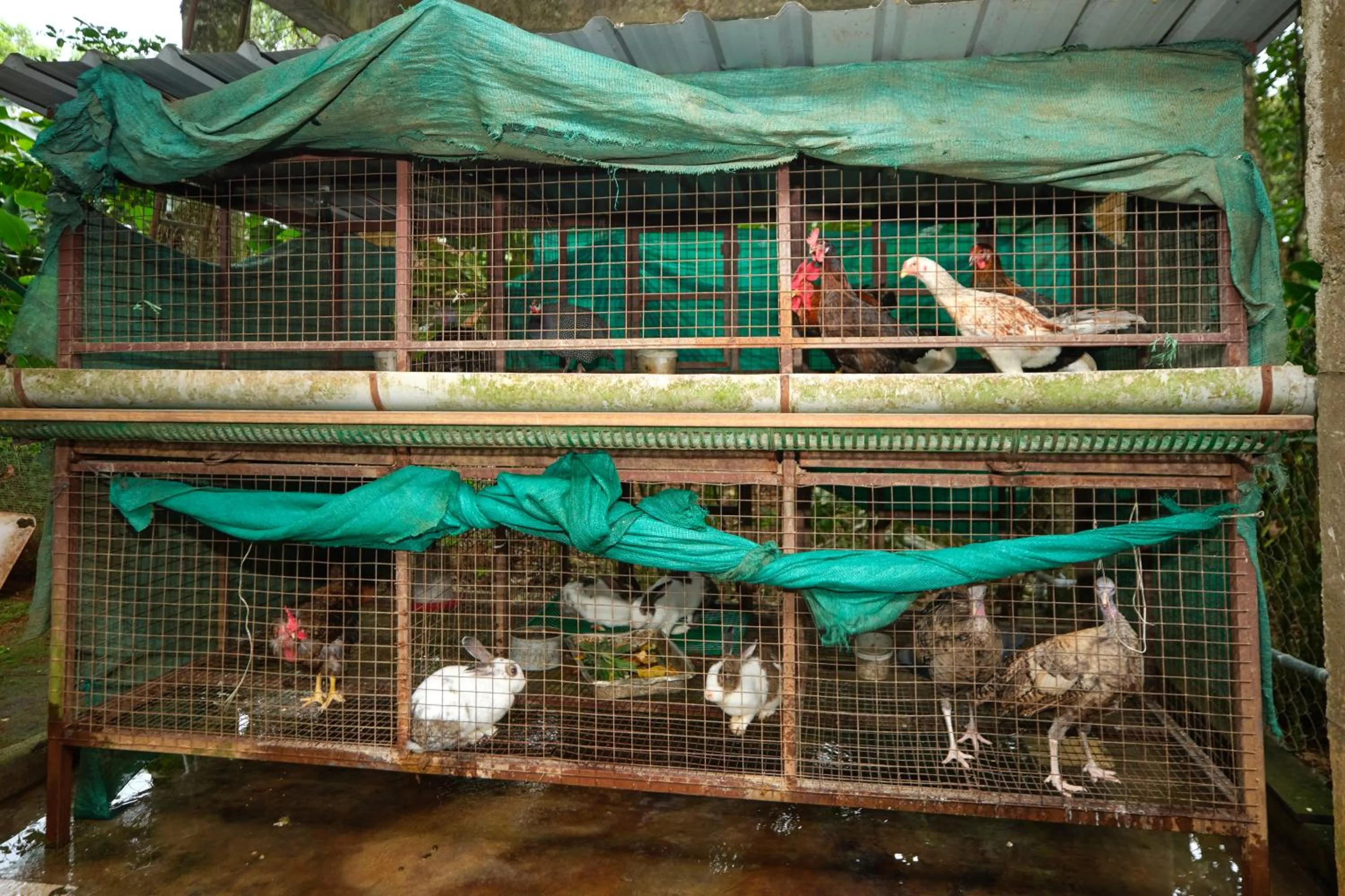 Other in Reen Resorts Aanavilasam Plantation Thekkady