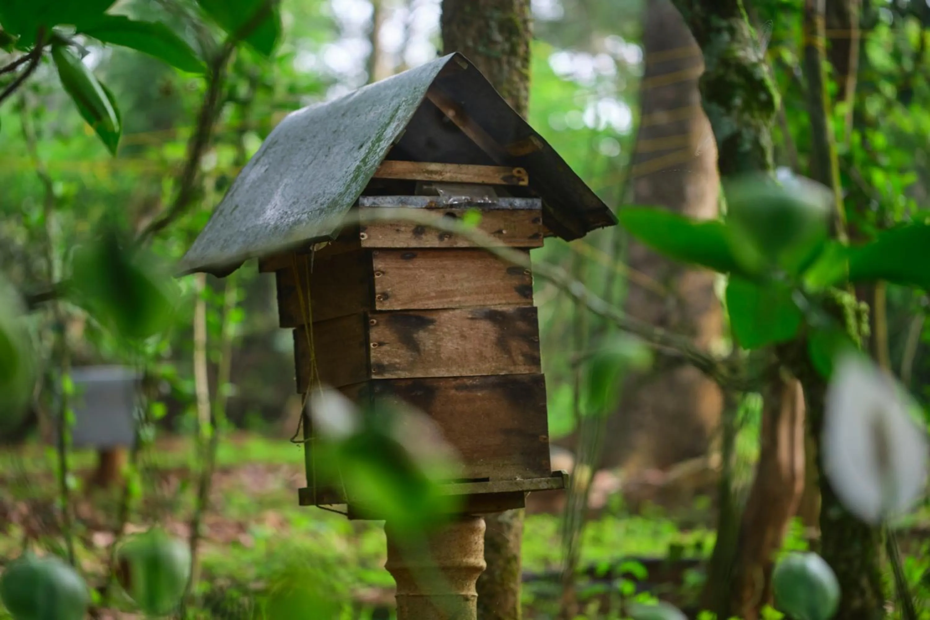 Day in Reen Resorts Aanavilasam Plantation Thekkady