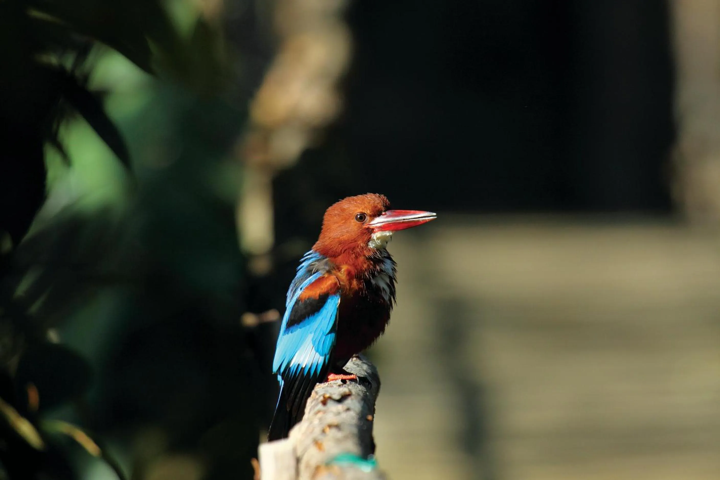 Garden in Reen Resorts Aanavilasam Plantation Thekkady