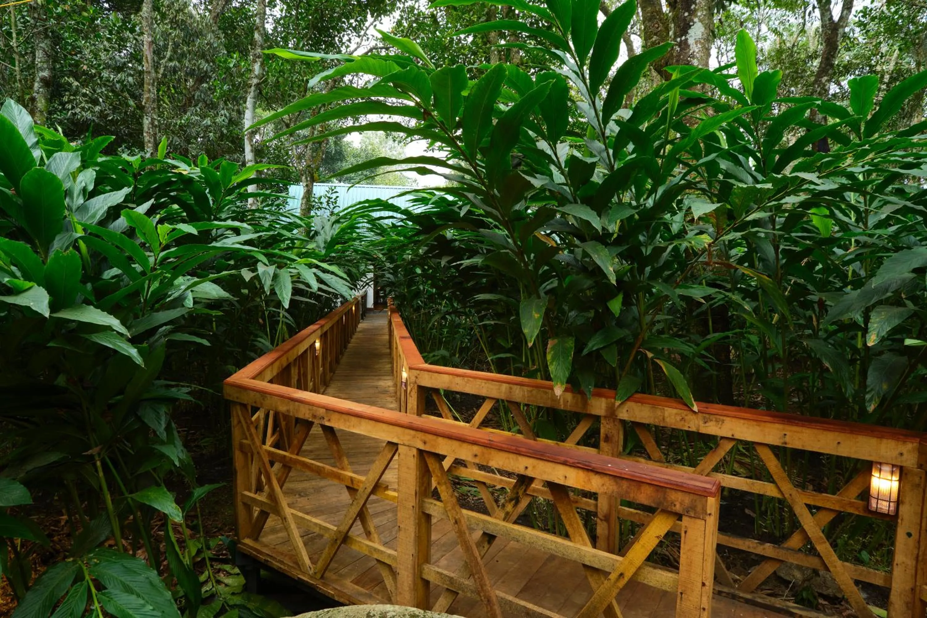 Spring in Reen Resorts Aanavilasam Plantation Thekkady