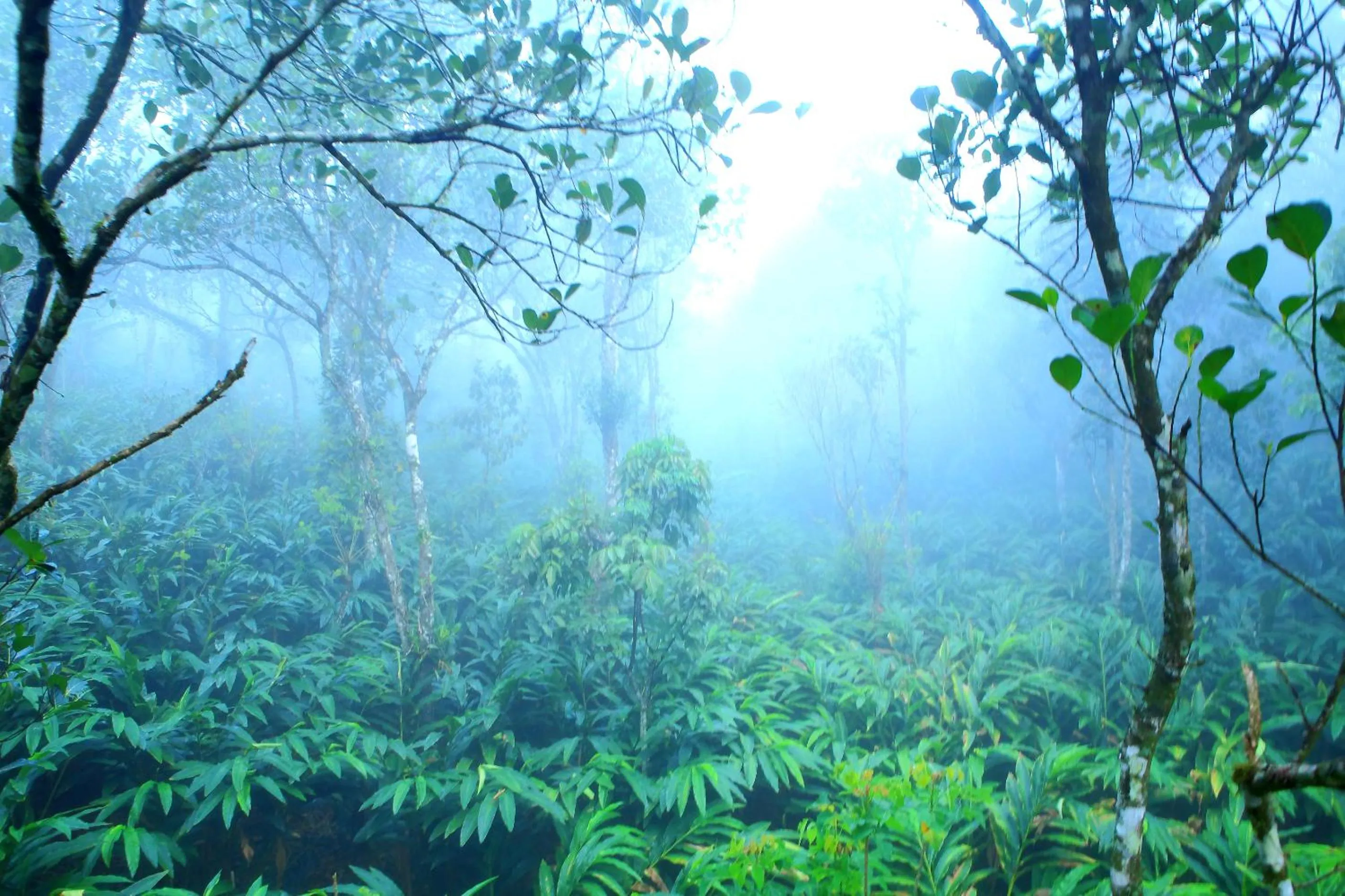 Garden in Reen Resorts Aanavilasam Plantation Thekkady