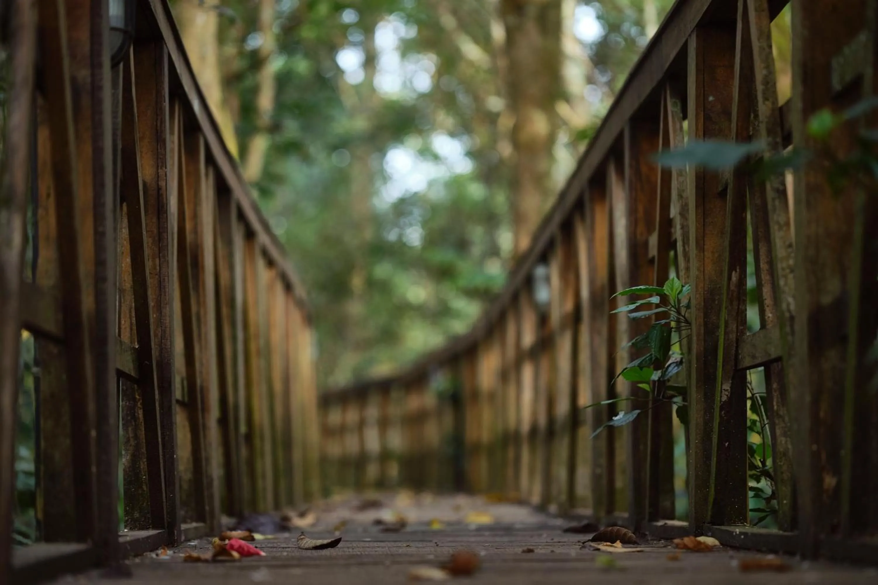 Day in Reen Resorts Aanavilasam Plantation Thekkady