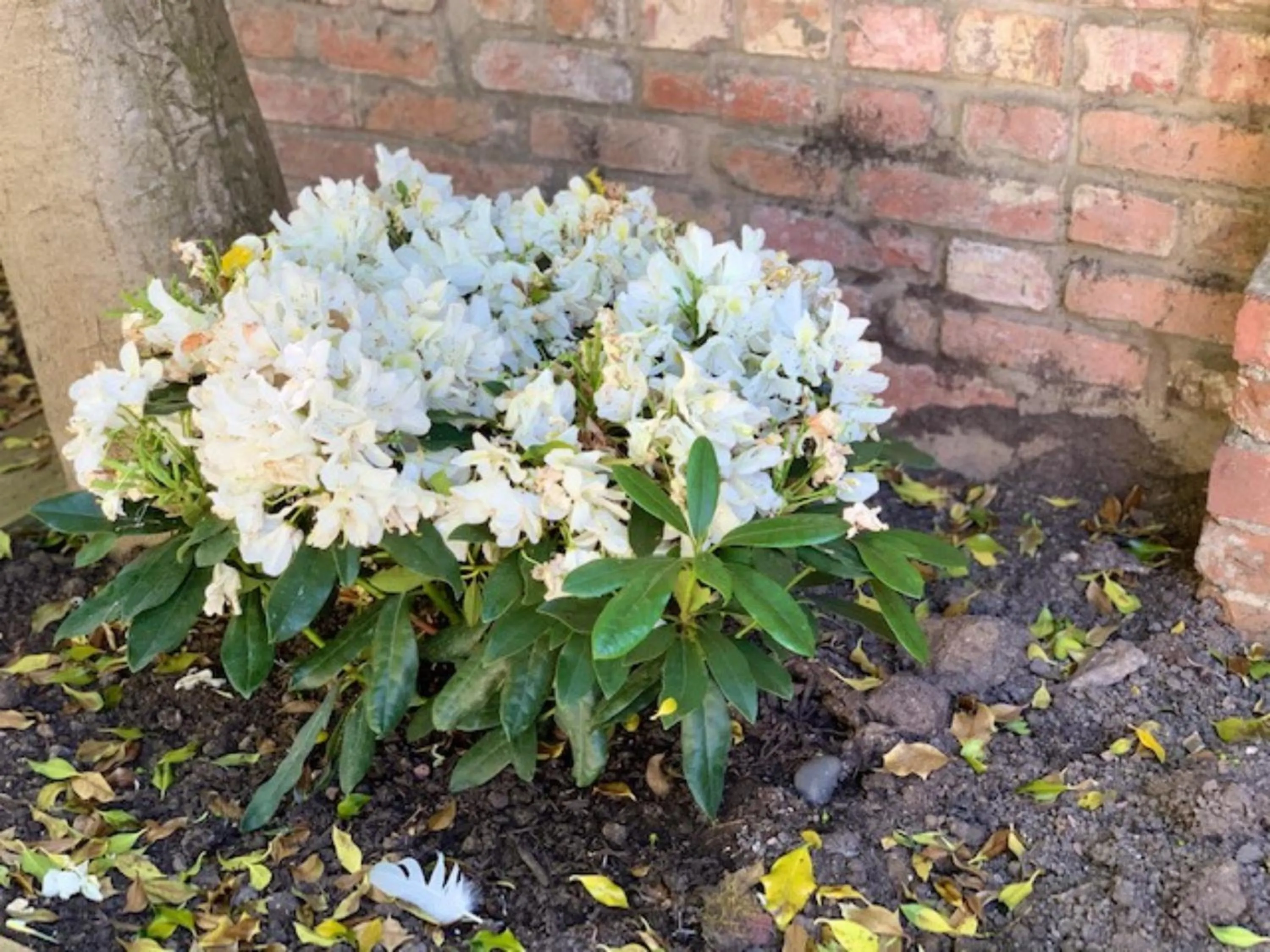 Property building, Garden in The Malt House