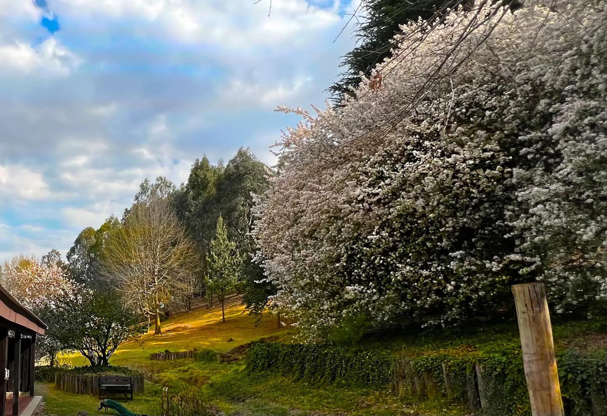 Patio in Malachite Manor