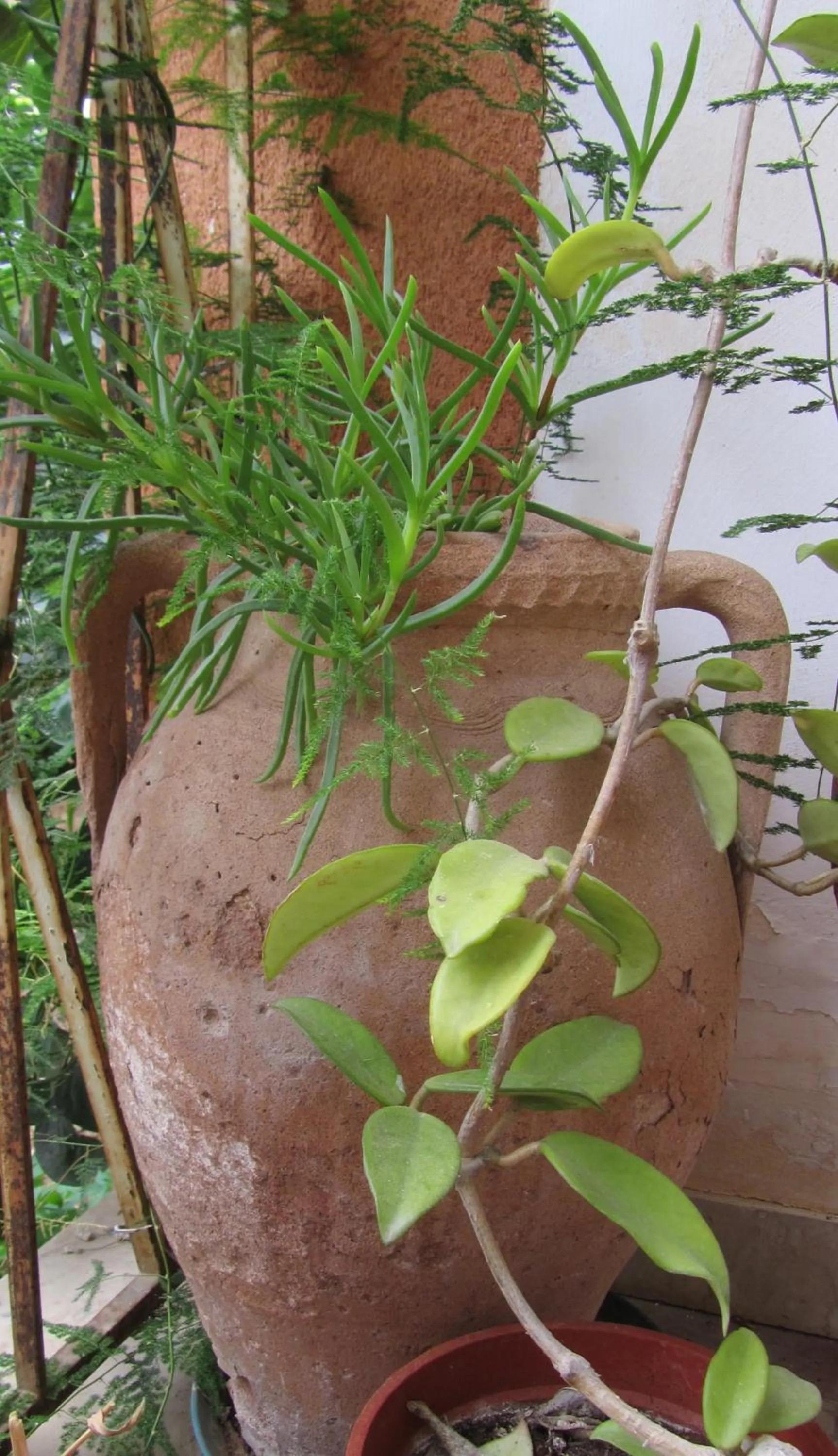 Garden in Bed & Breakfast Alice