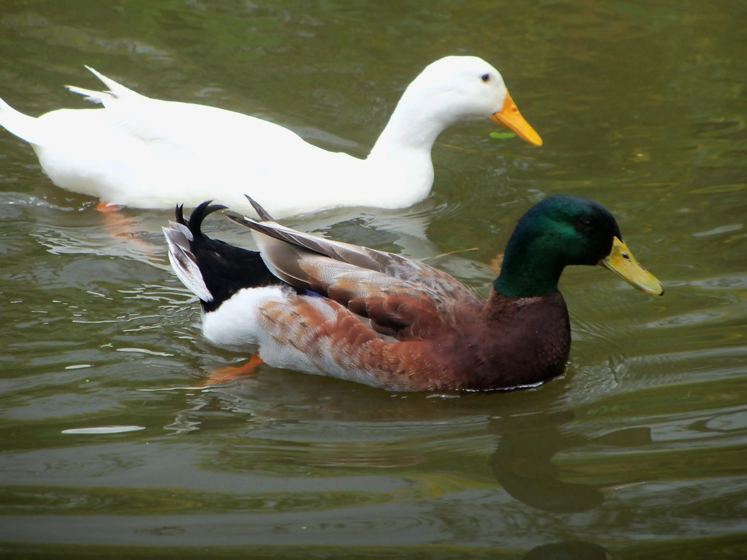 Sítio e Pousada Recanto Dos Ipês