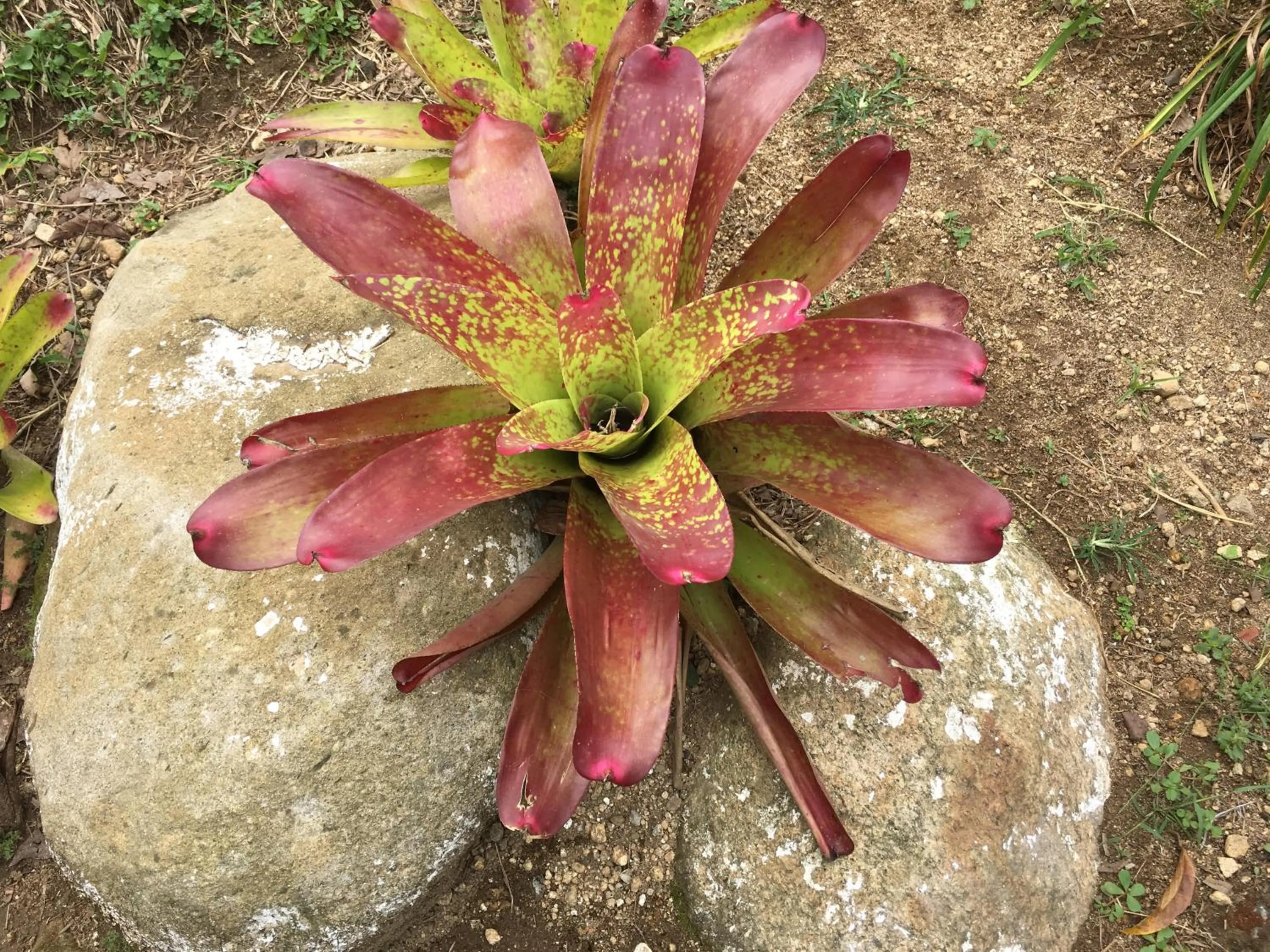 Sítio e Pousada Recanto Dos Ipês