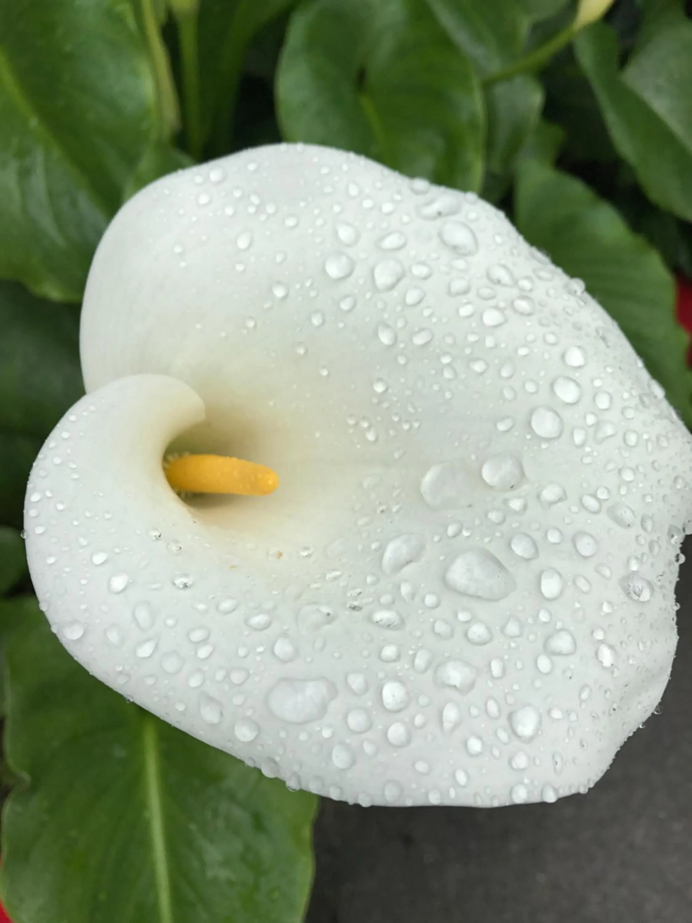 Spring in Red Bluff Inn