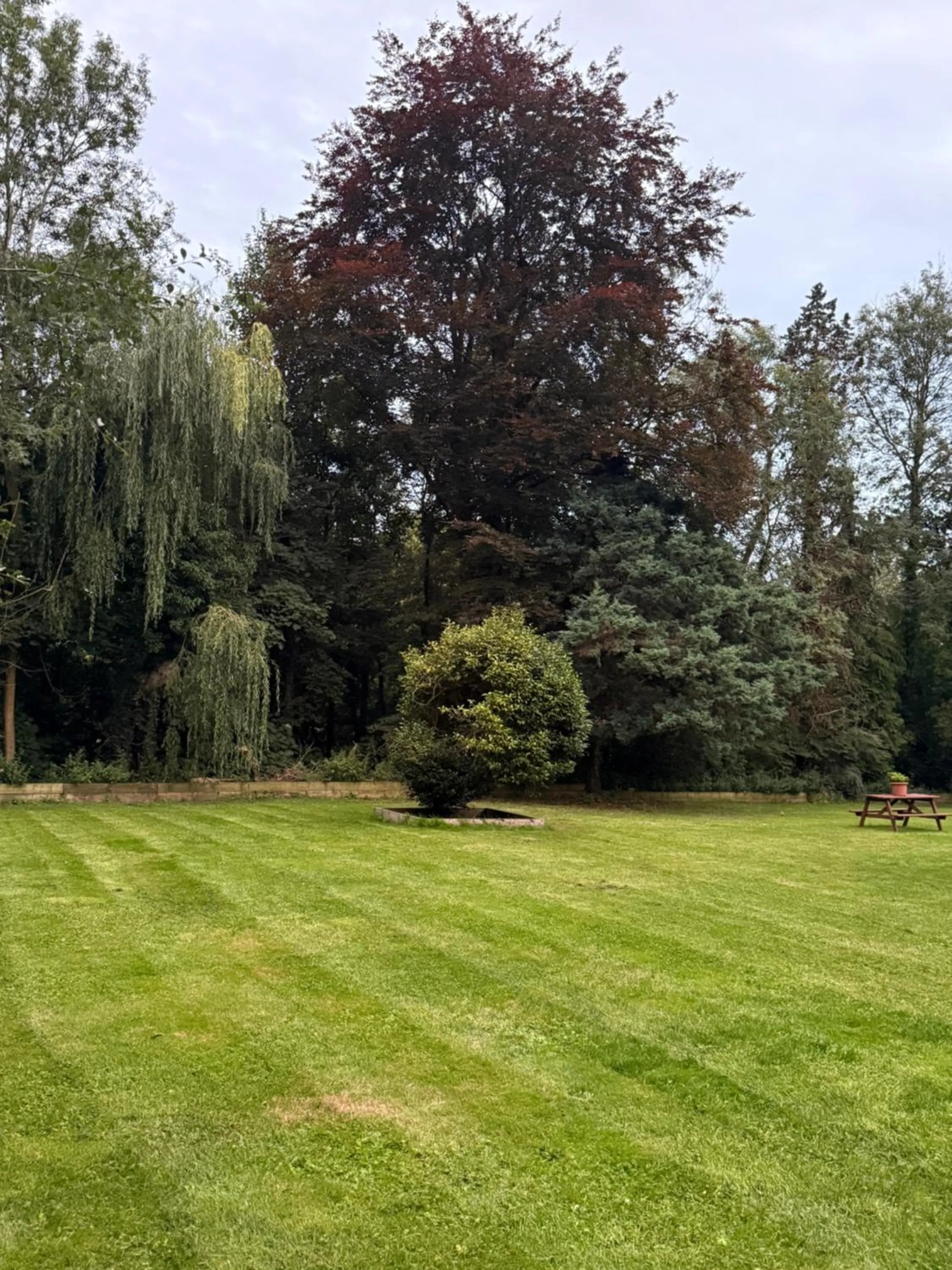 Garden in Da Vinci Guest House & Guest Parking, A Real Gem