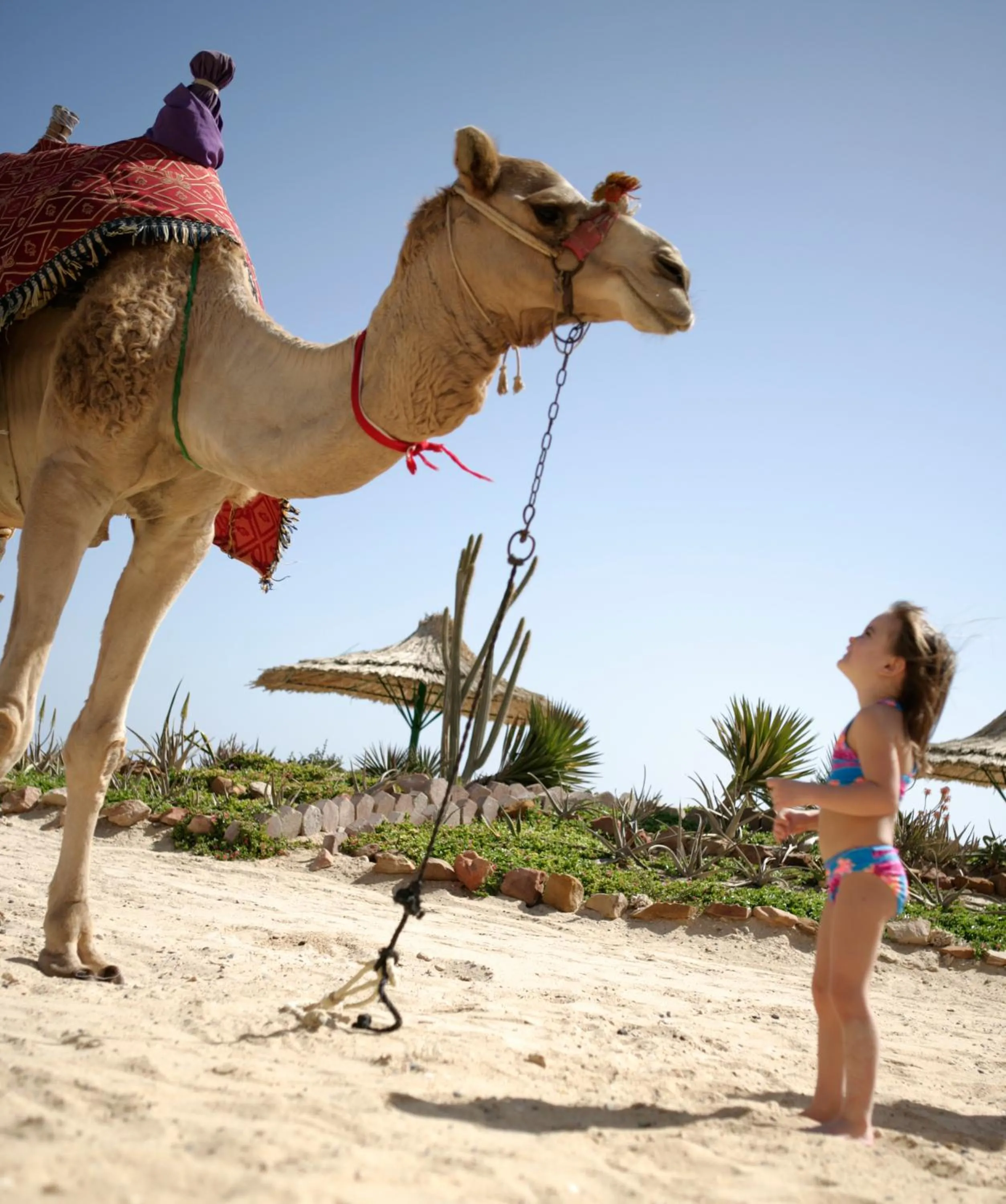 Horse-riding in Flamenco Beach & Resort Quseir