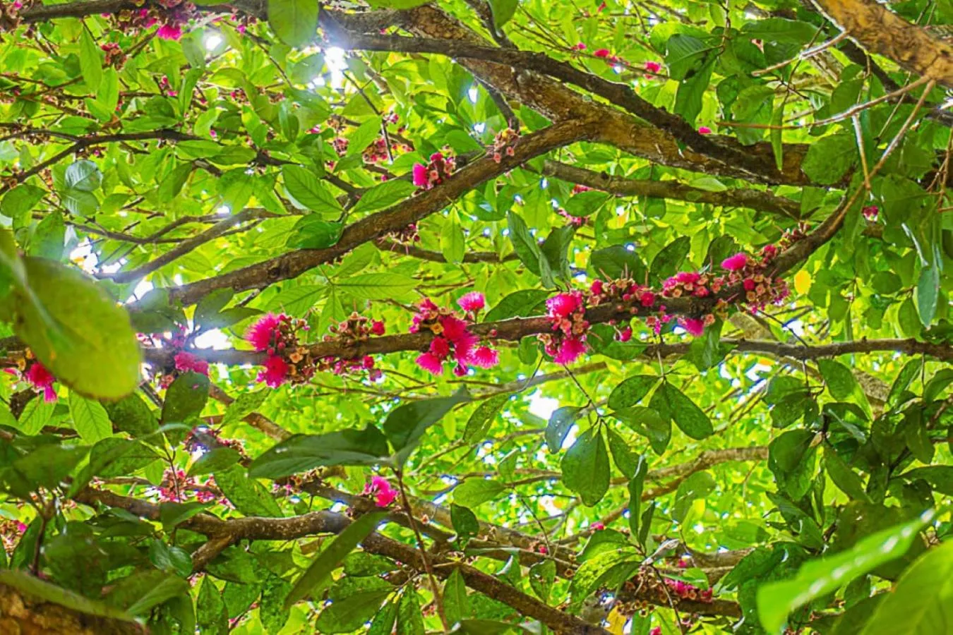 Garden in Pousada Jamboo