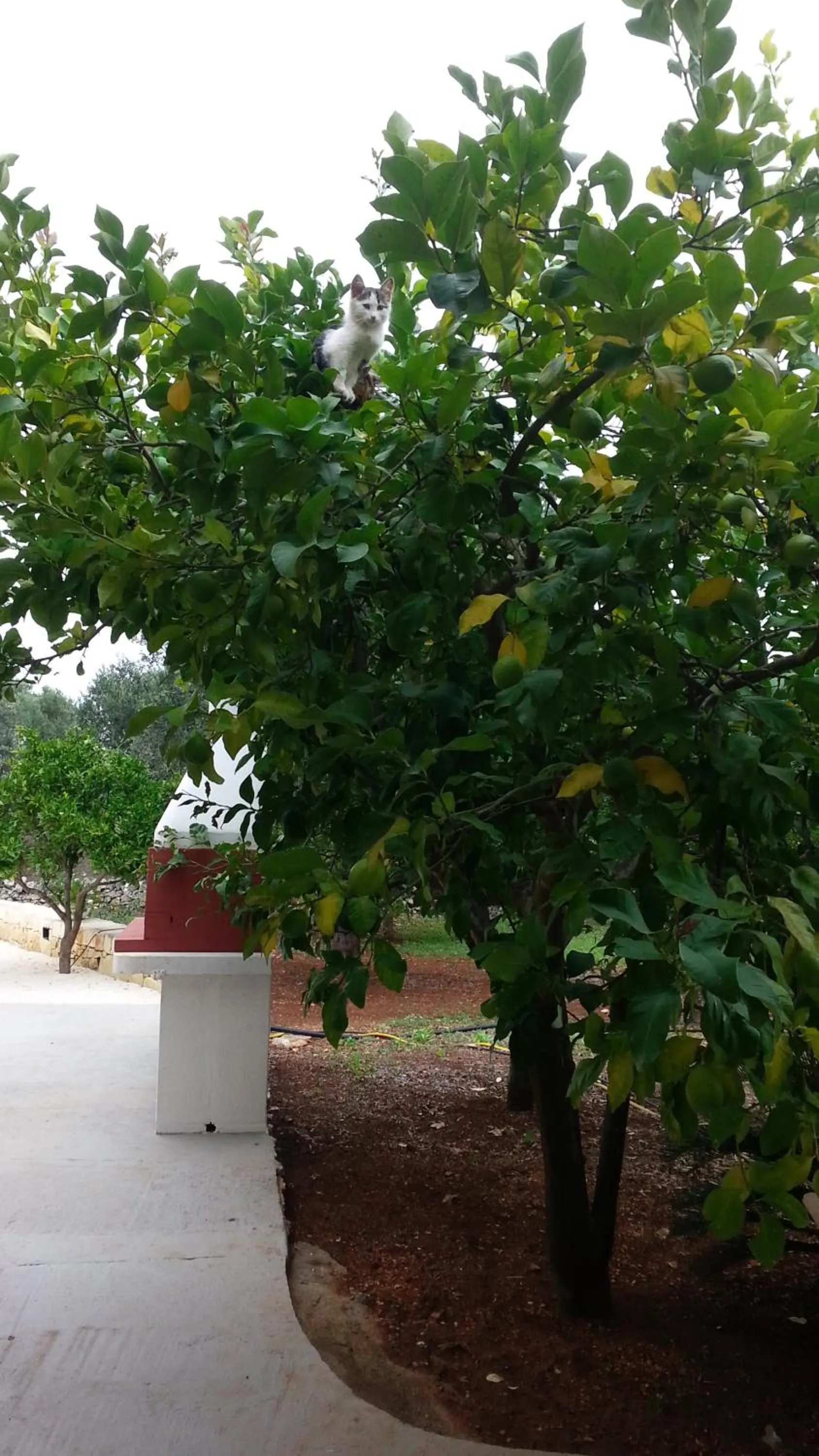 Garden in B&B Demetra