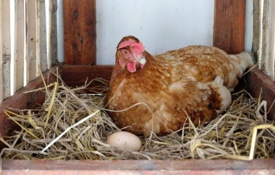 Escale Chambre d'hôtes Au coeur du vieux Profondeville entre Namur et Dinant