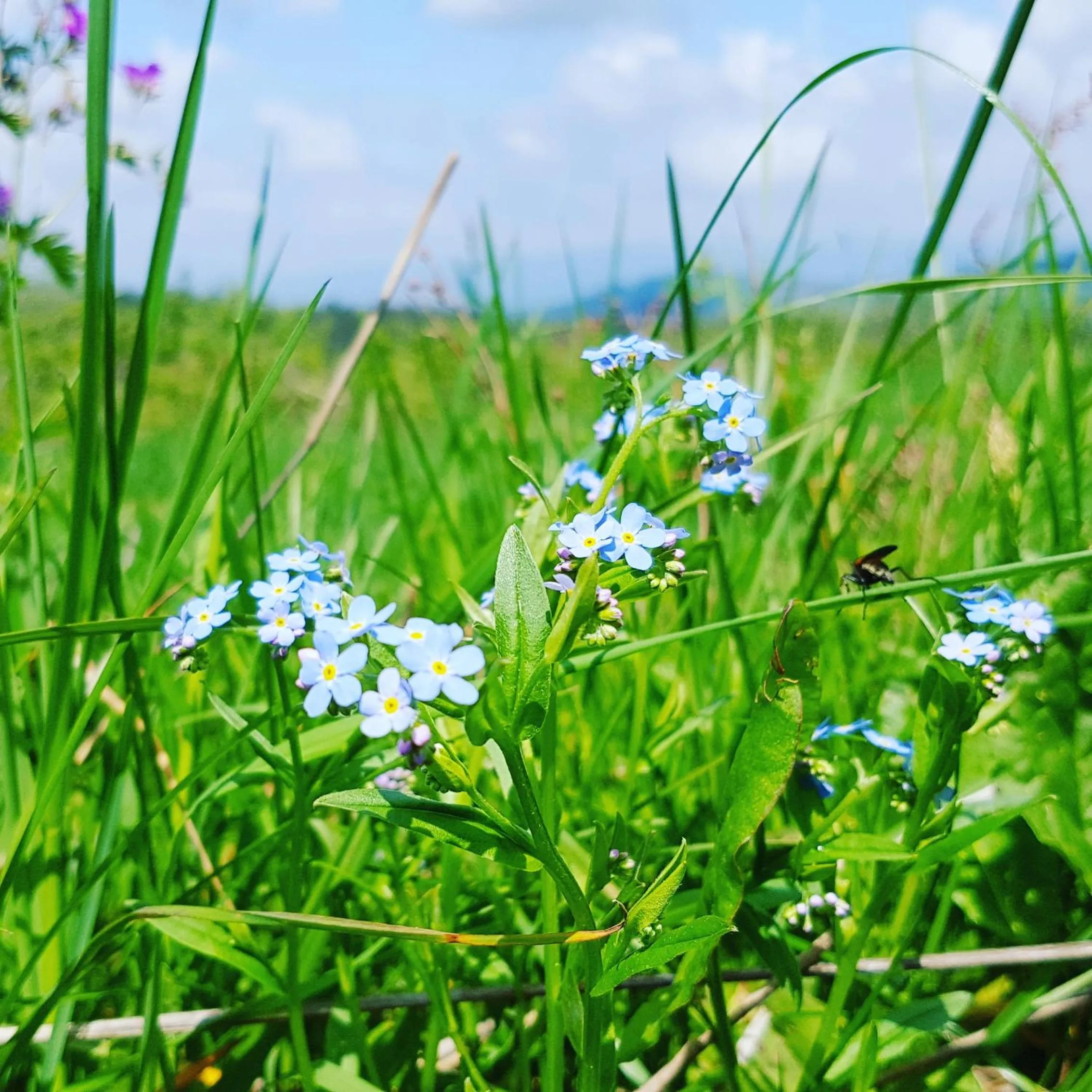 Natural landscape in Siumno Izba B&B Brzegi