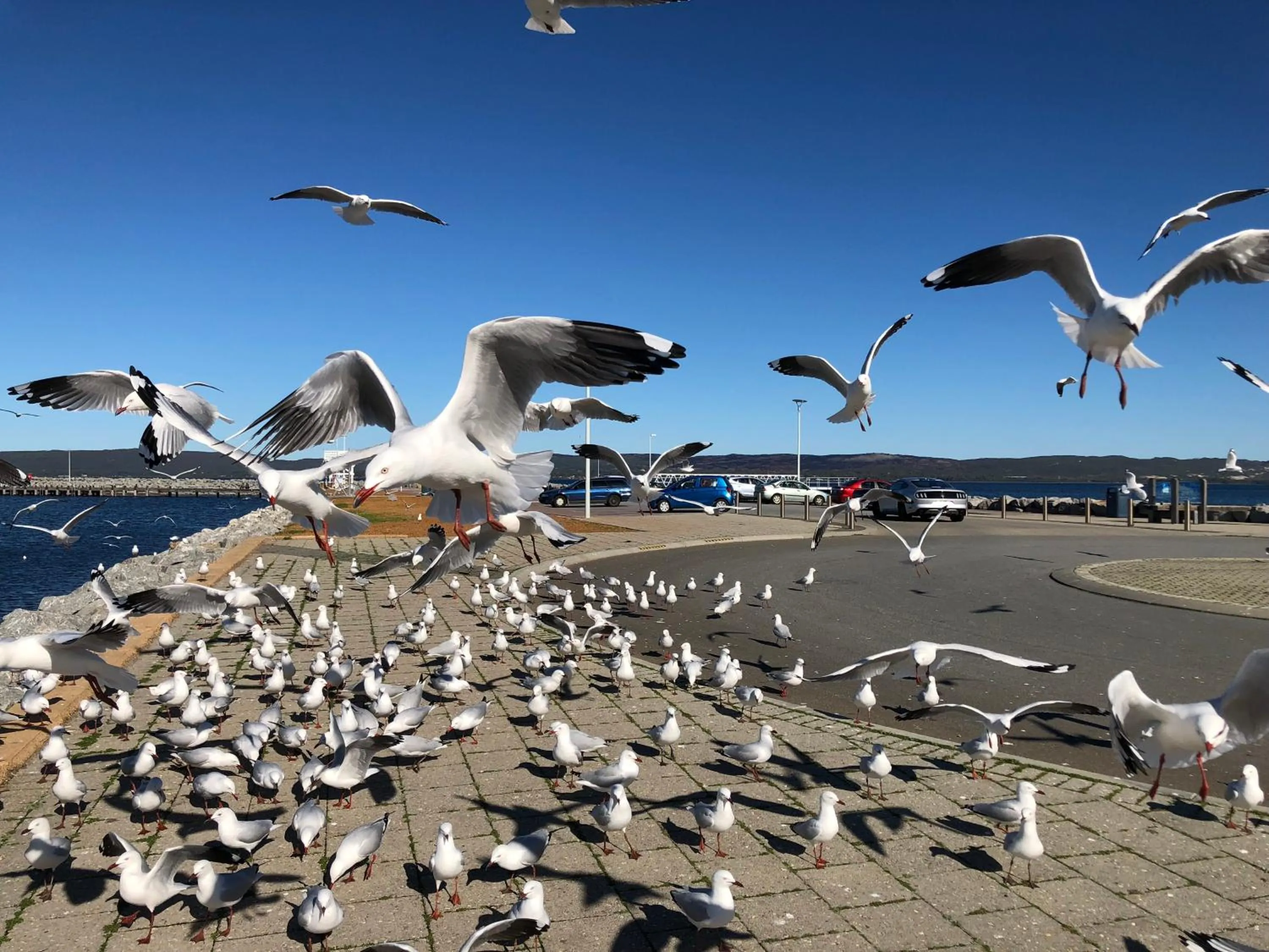 Albany Foreshore Guest House