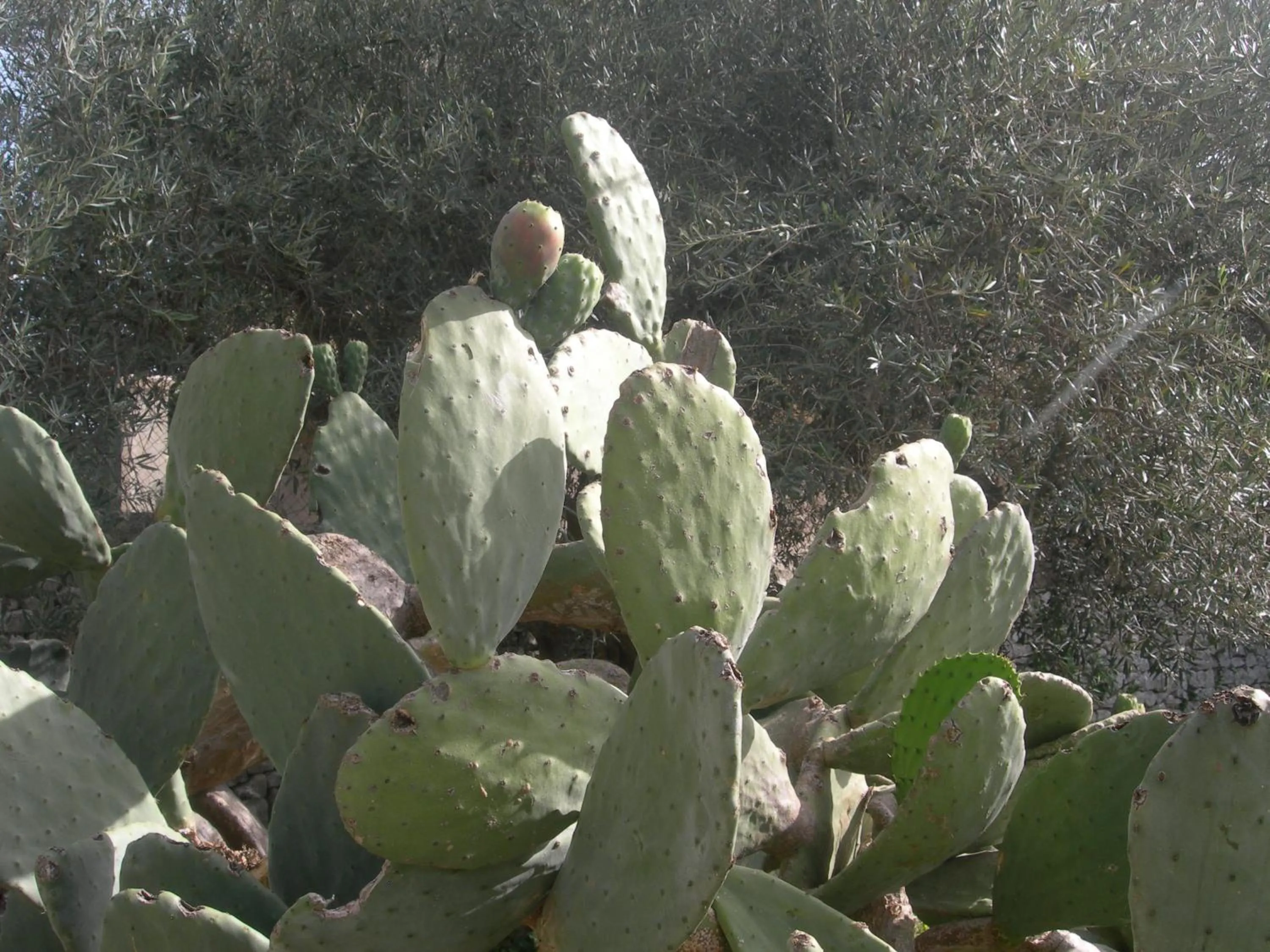 Day in Modica Garden Resort