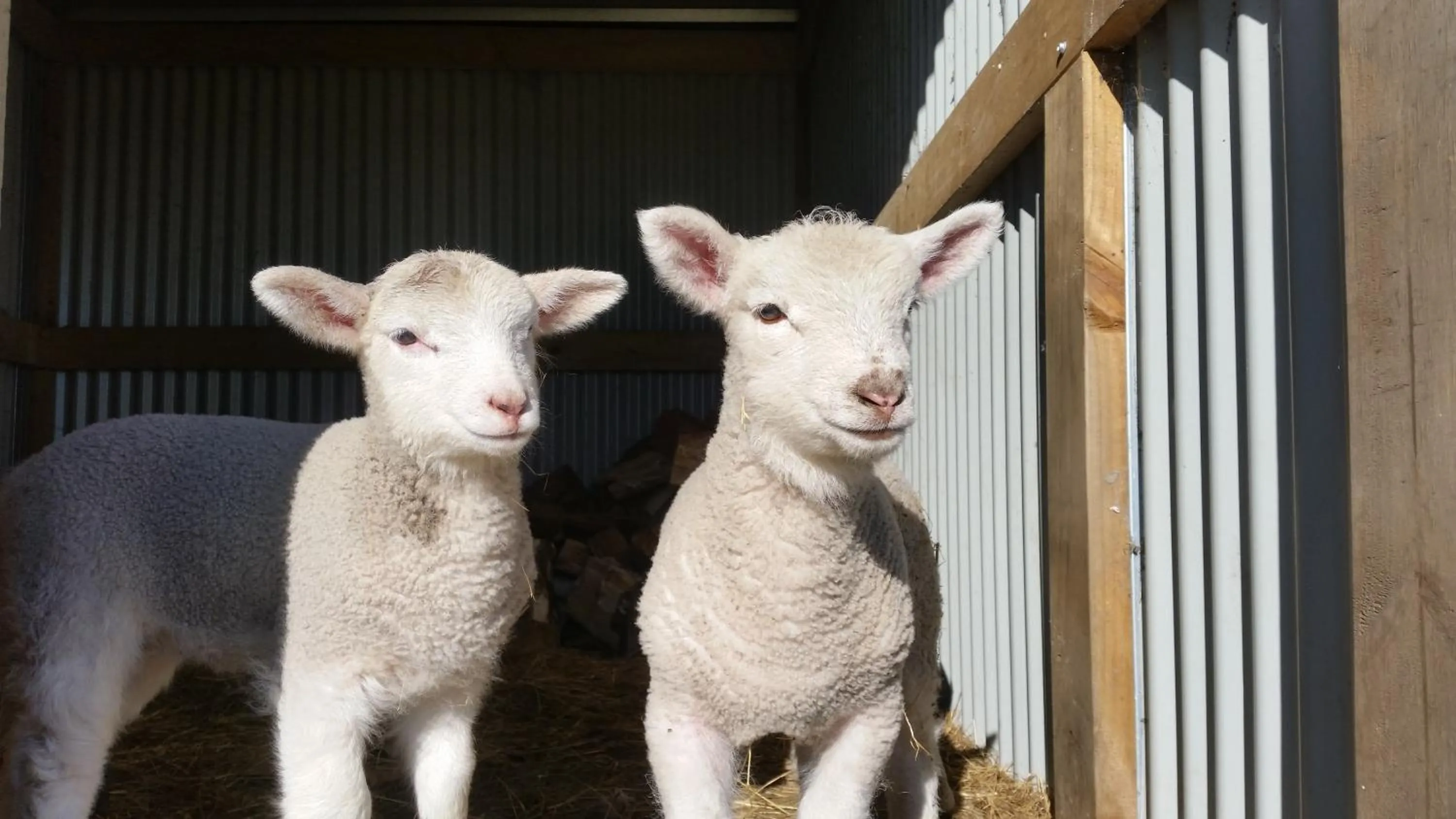 Homestead B&B Cambridge