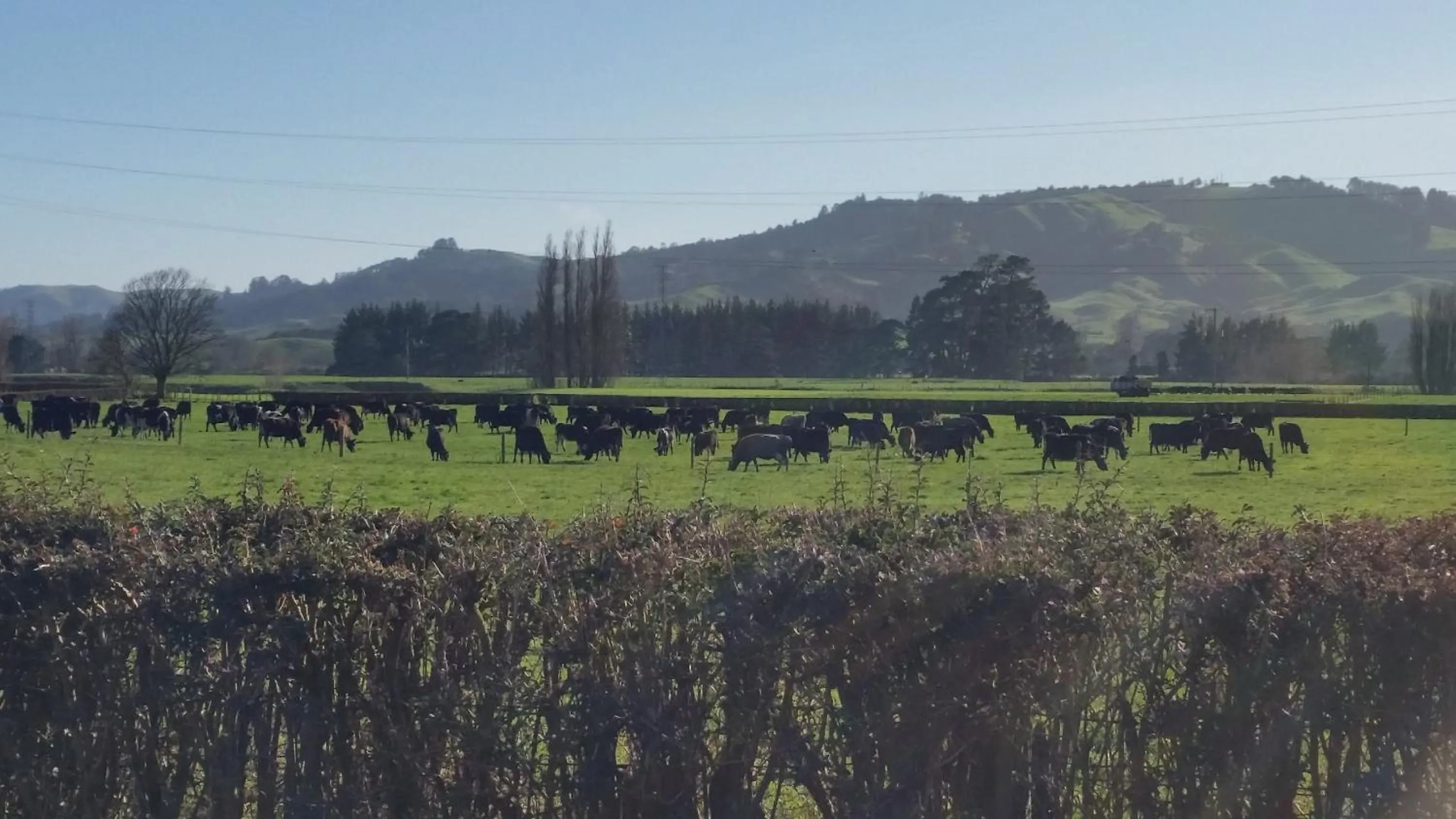 Natural landscape in Homestead B&B Cambridge